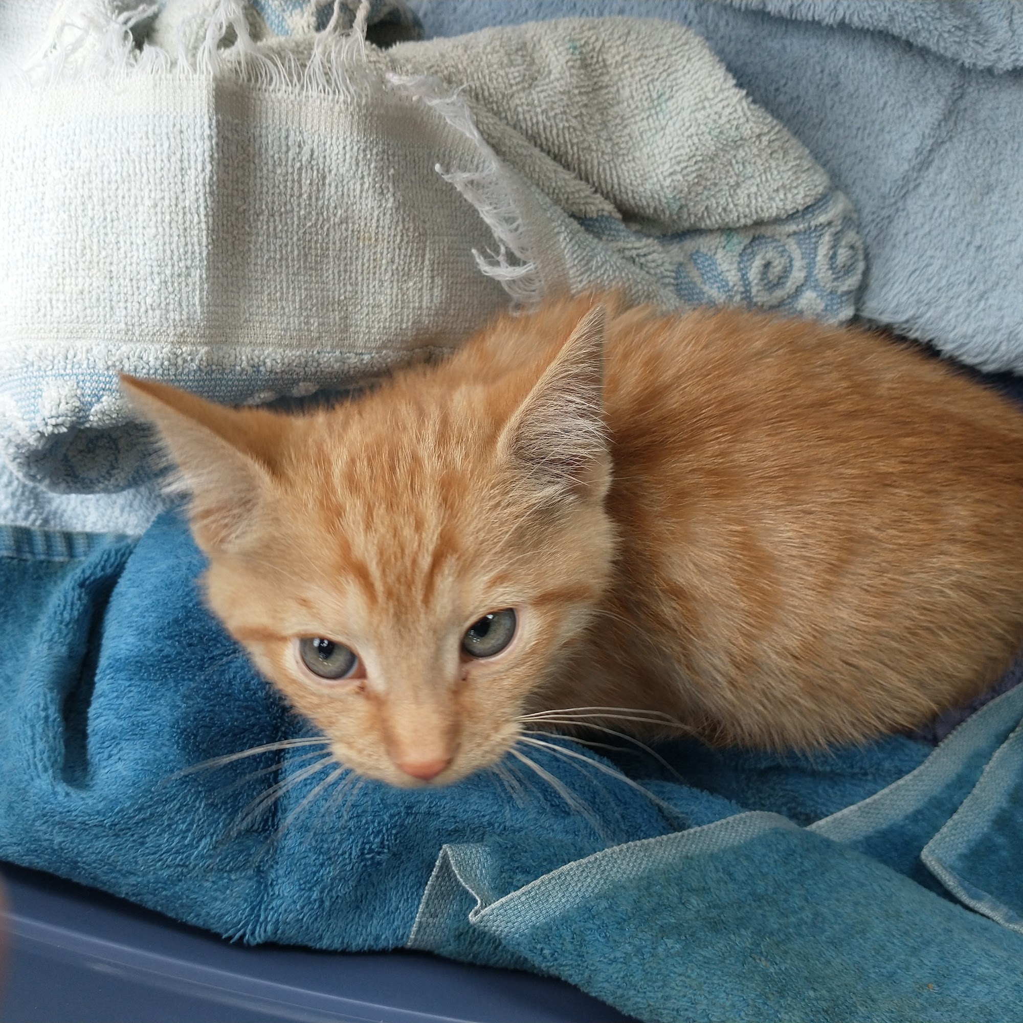 Bay Village Animal Clinic Bay Village