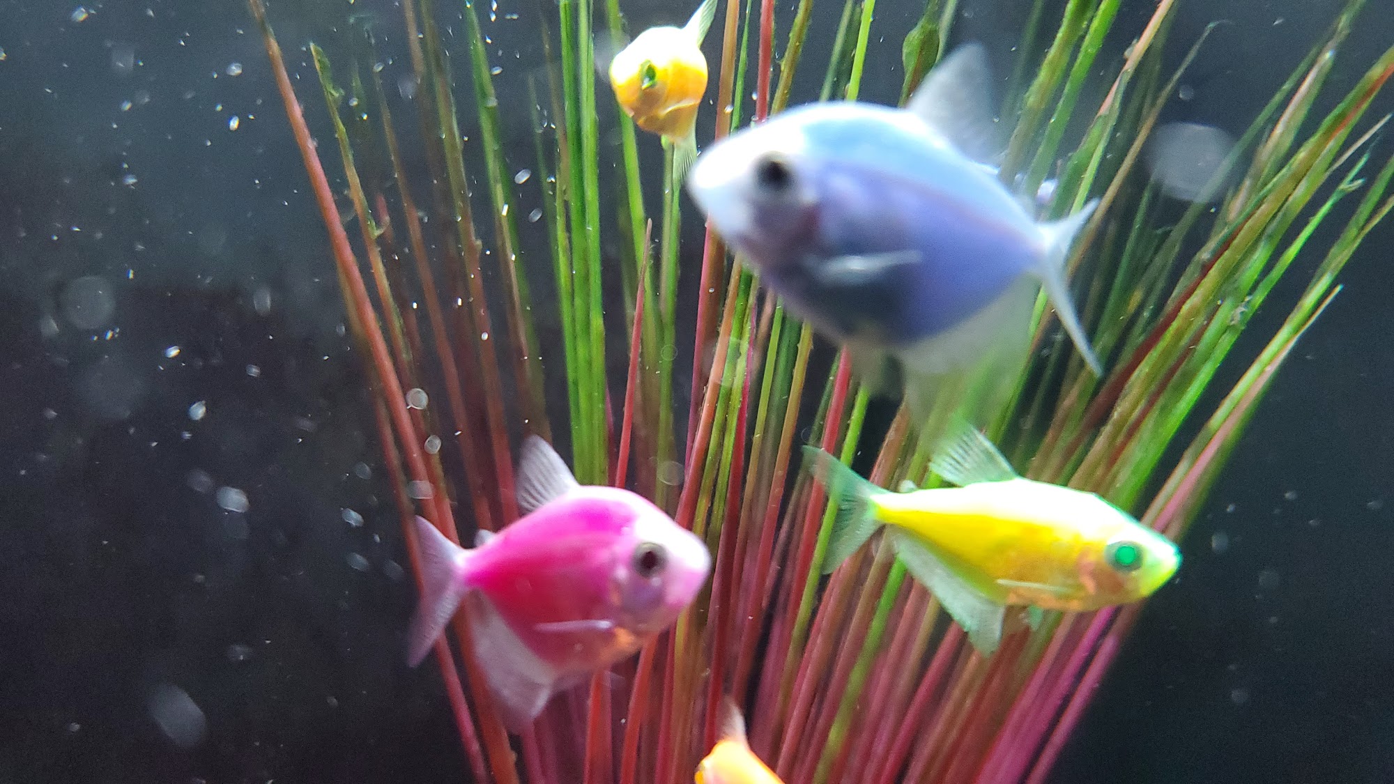 Petland Beavercreek Beavercreek