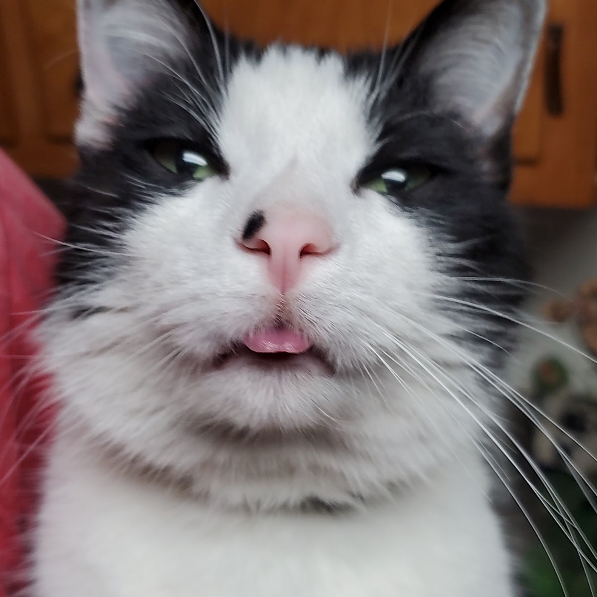 Indian Ripple Veterinary Clinic Beavercreek