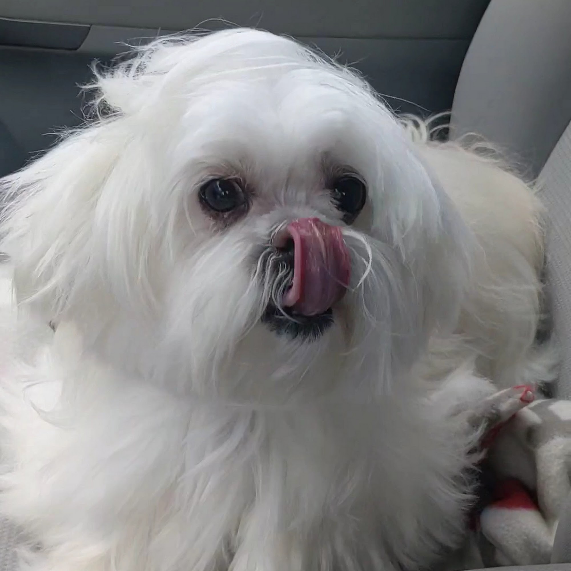 GroomingDales Pet Salon & Day Spa Beavercreek