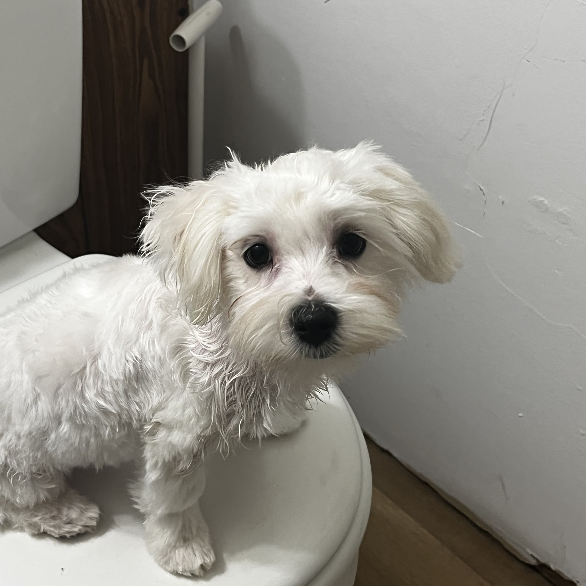 Doggie Styles Day Spa Beavercreek