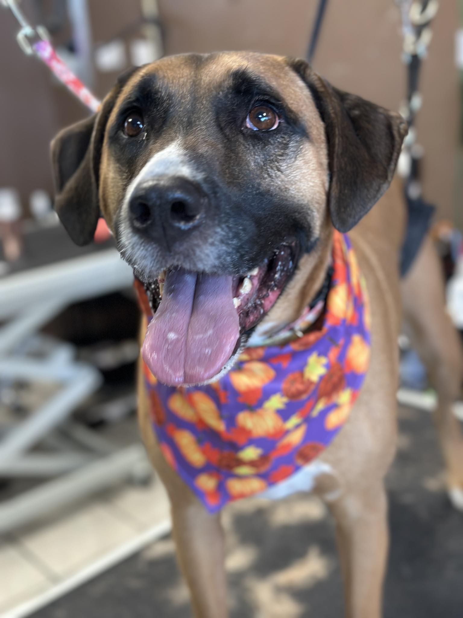 Size Matters Dog Grooming Beavercreek