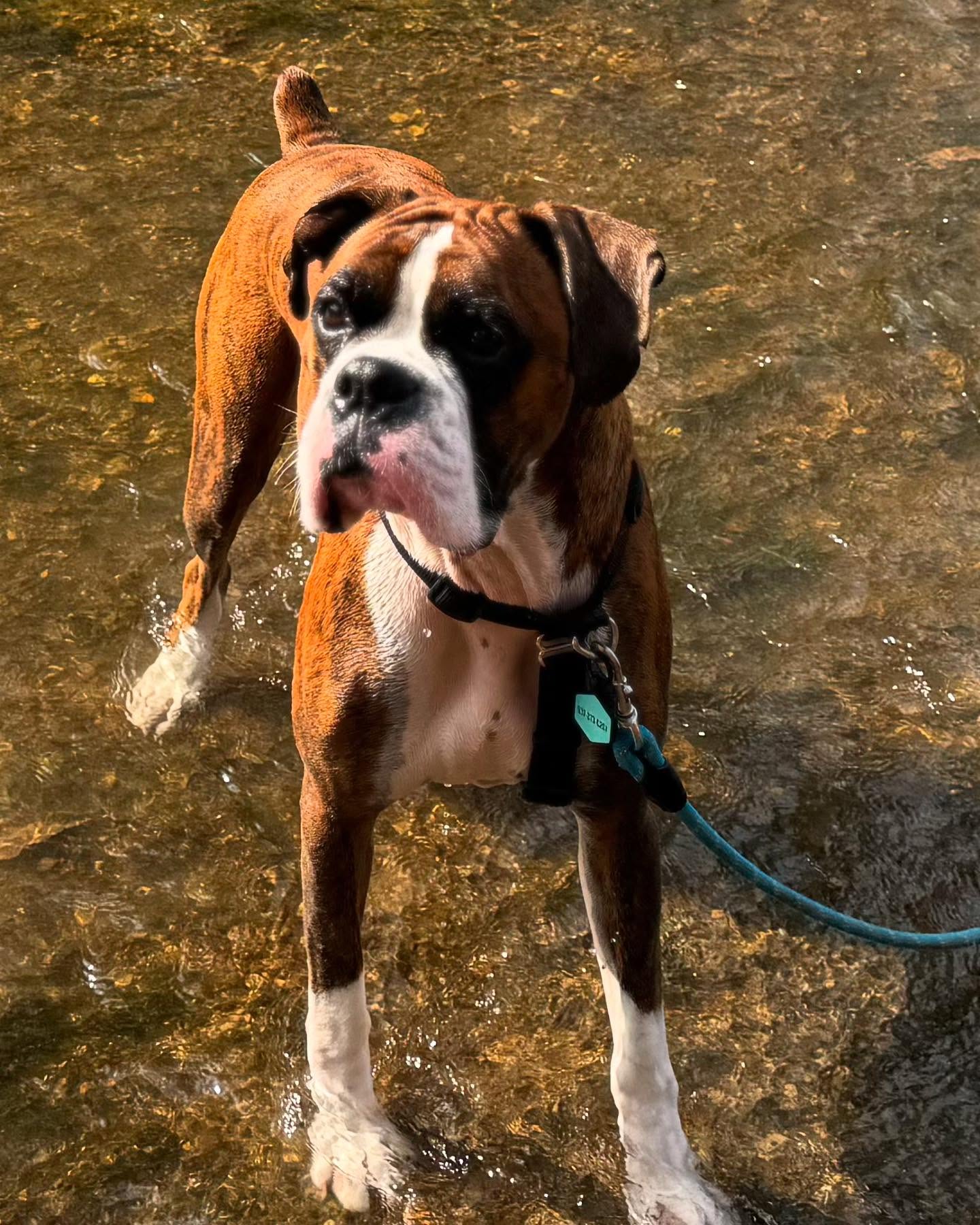 Pups Grow Up Beavercreek