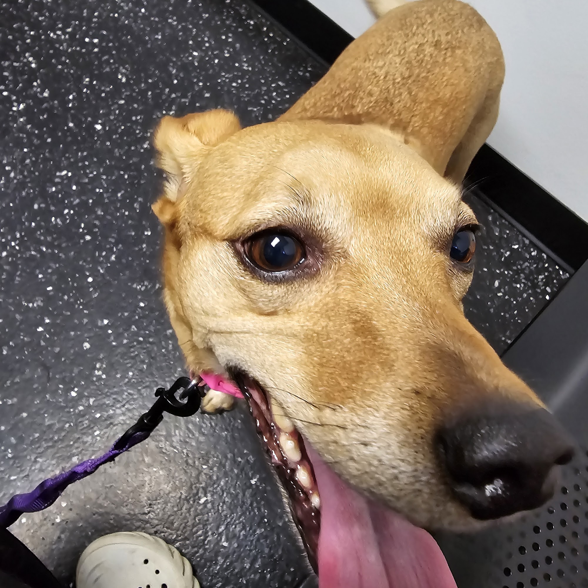 Southgate Veterinary Clinic Bellefontaine