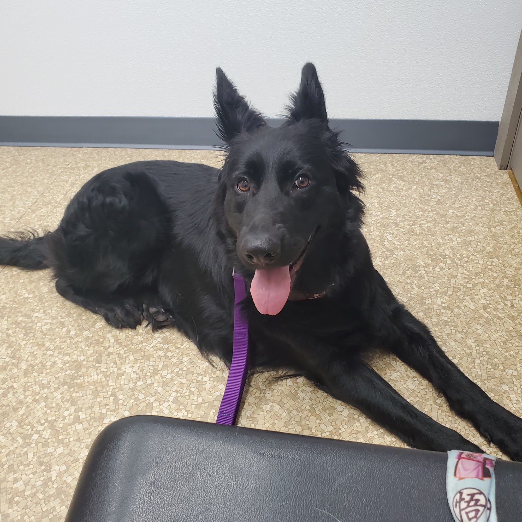 North Side Animal Clinic Inc Bellefontaine