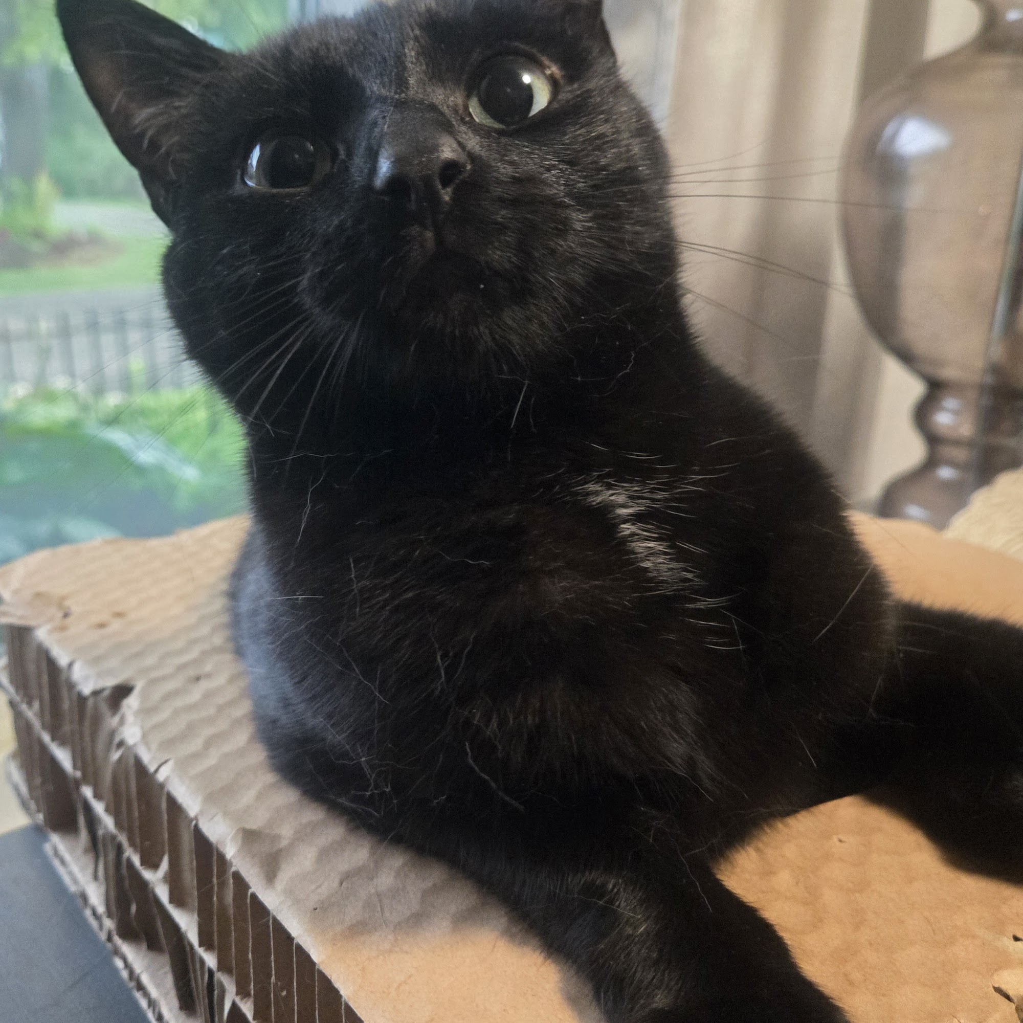 Irwin Animal Hospital Bellefontaine