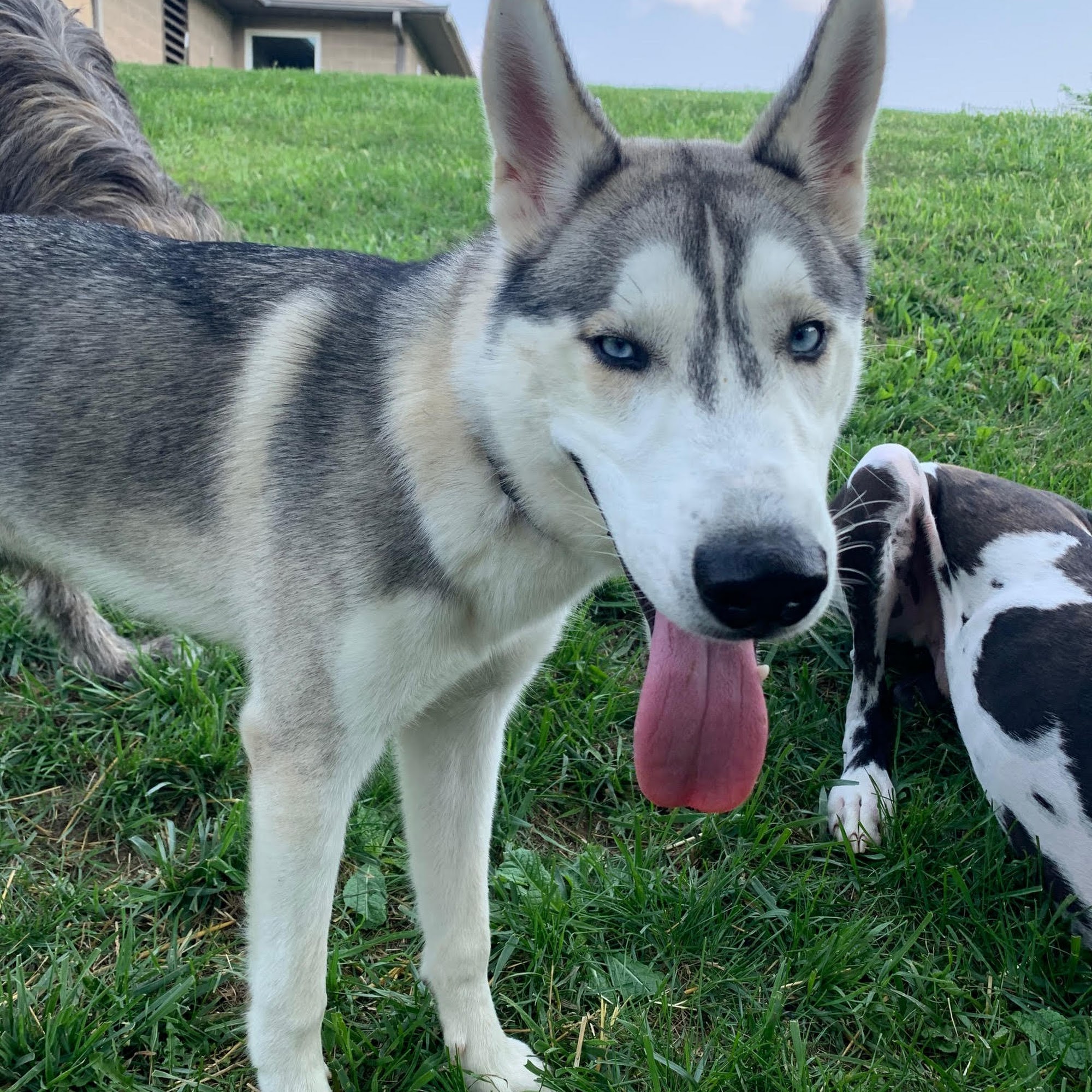 Our House Pet Care Bellefontaine