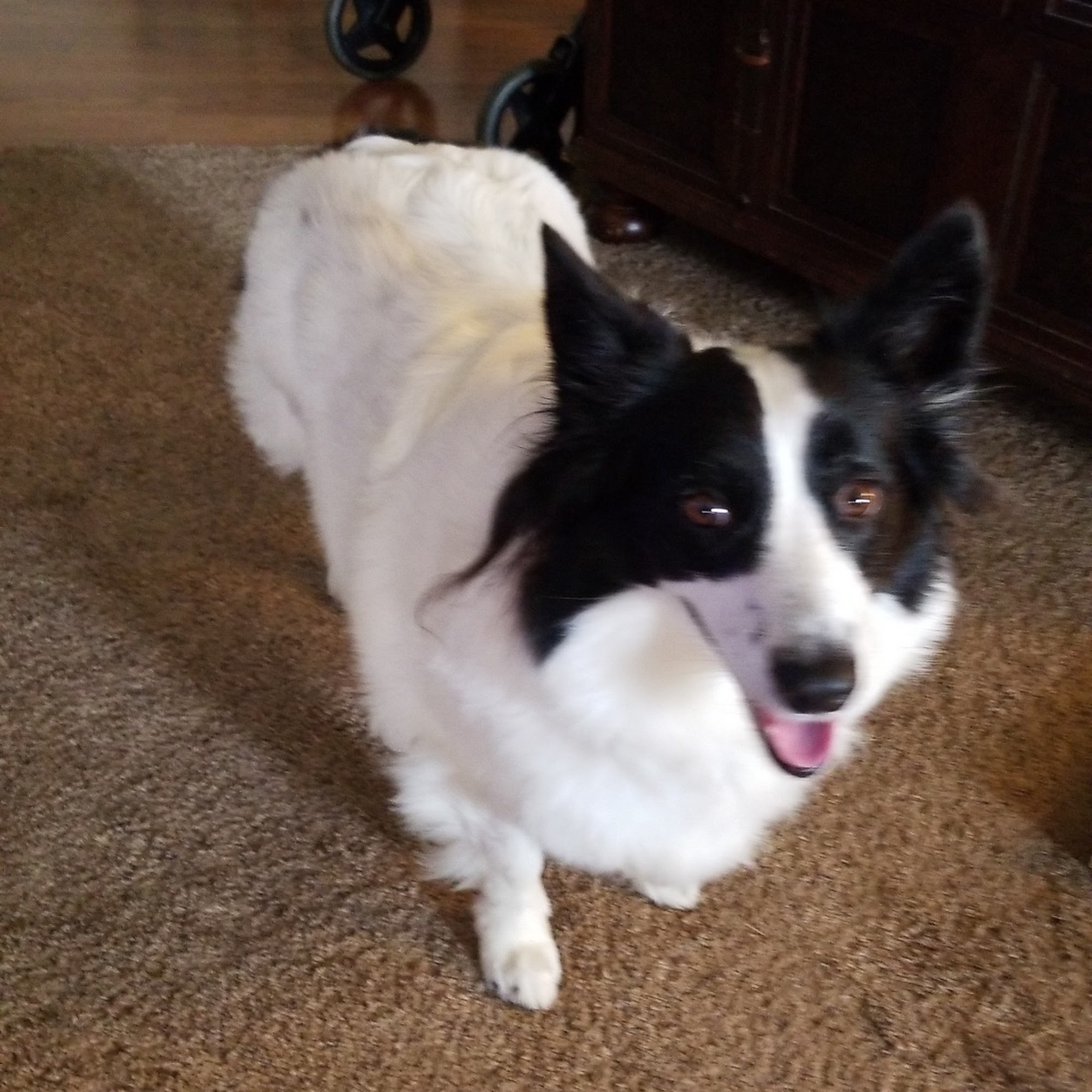 Clean Cuts By Chris Bellefontaine