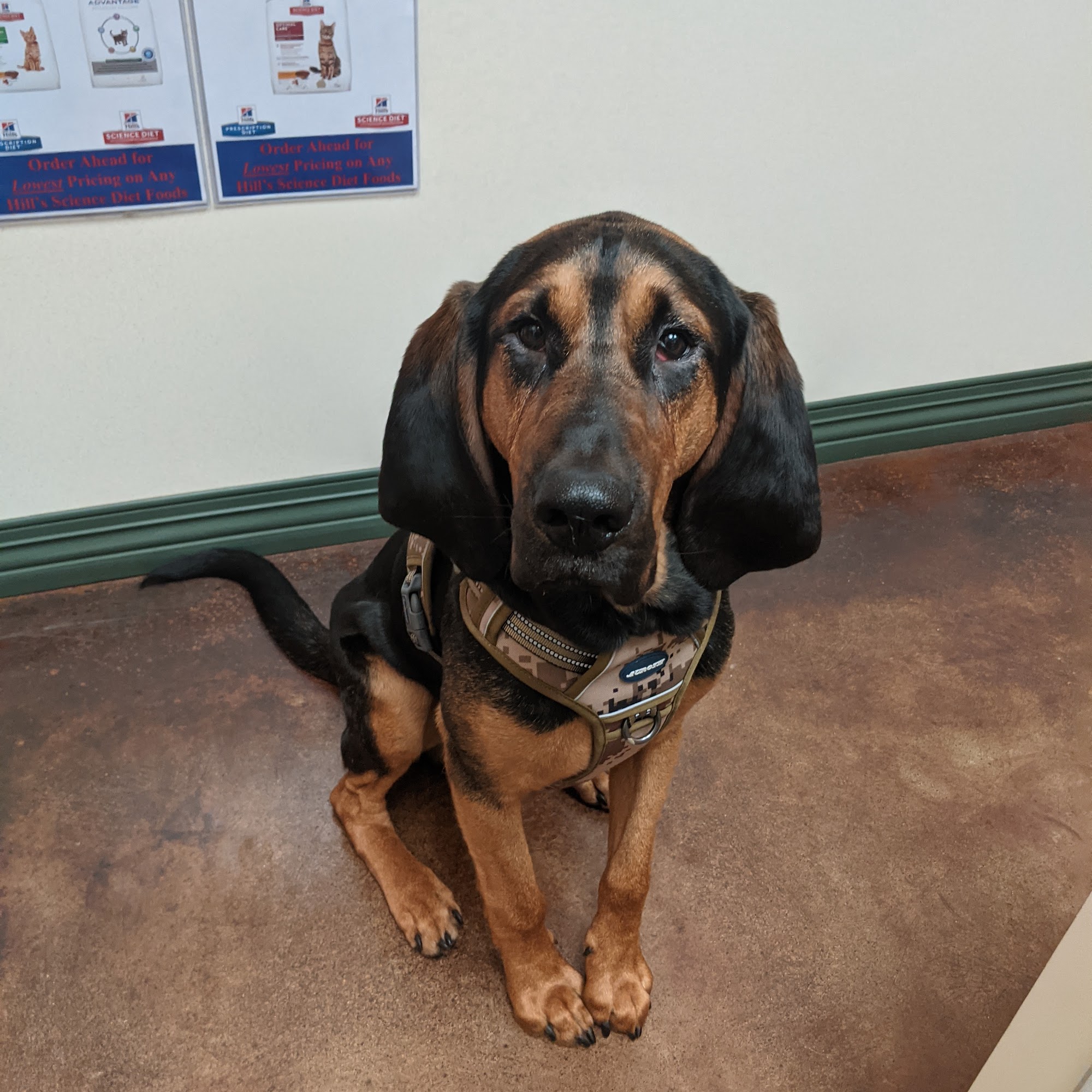 York Animal Hospital Bellevue