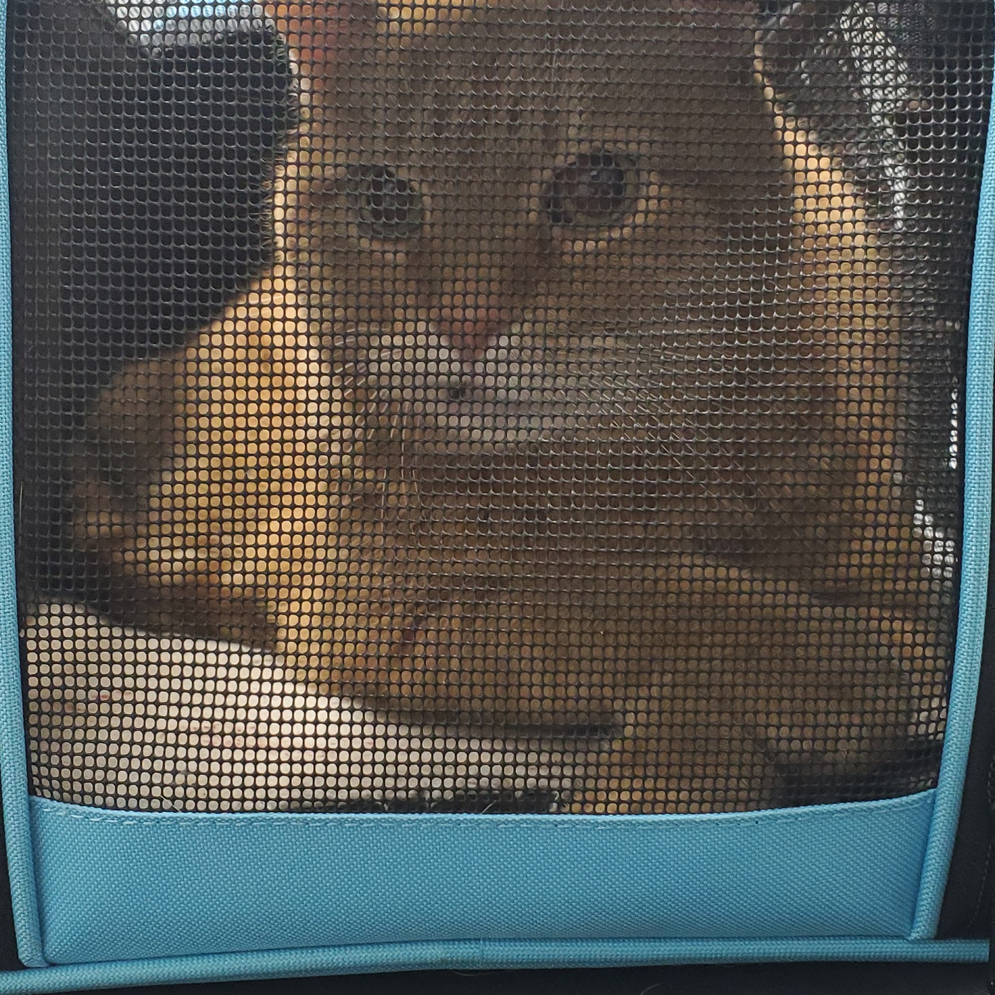 Bellevue Animal Hospital Bellevue