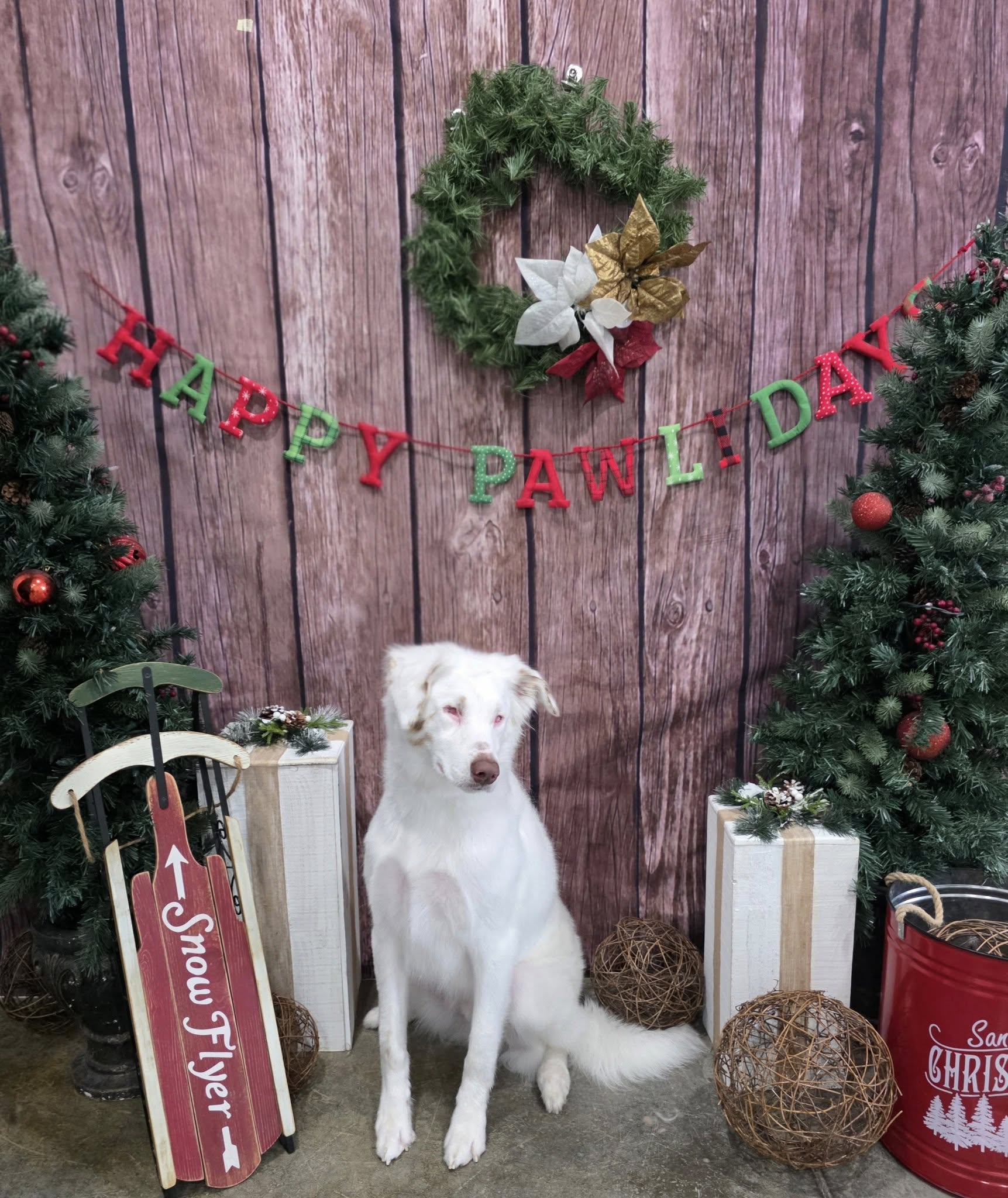 Darling Dog Grooming Bellevue