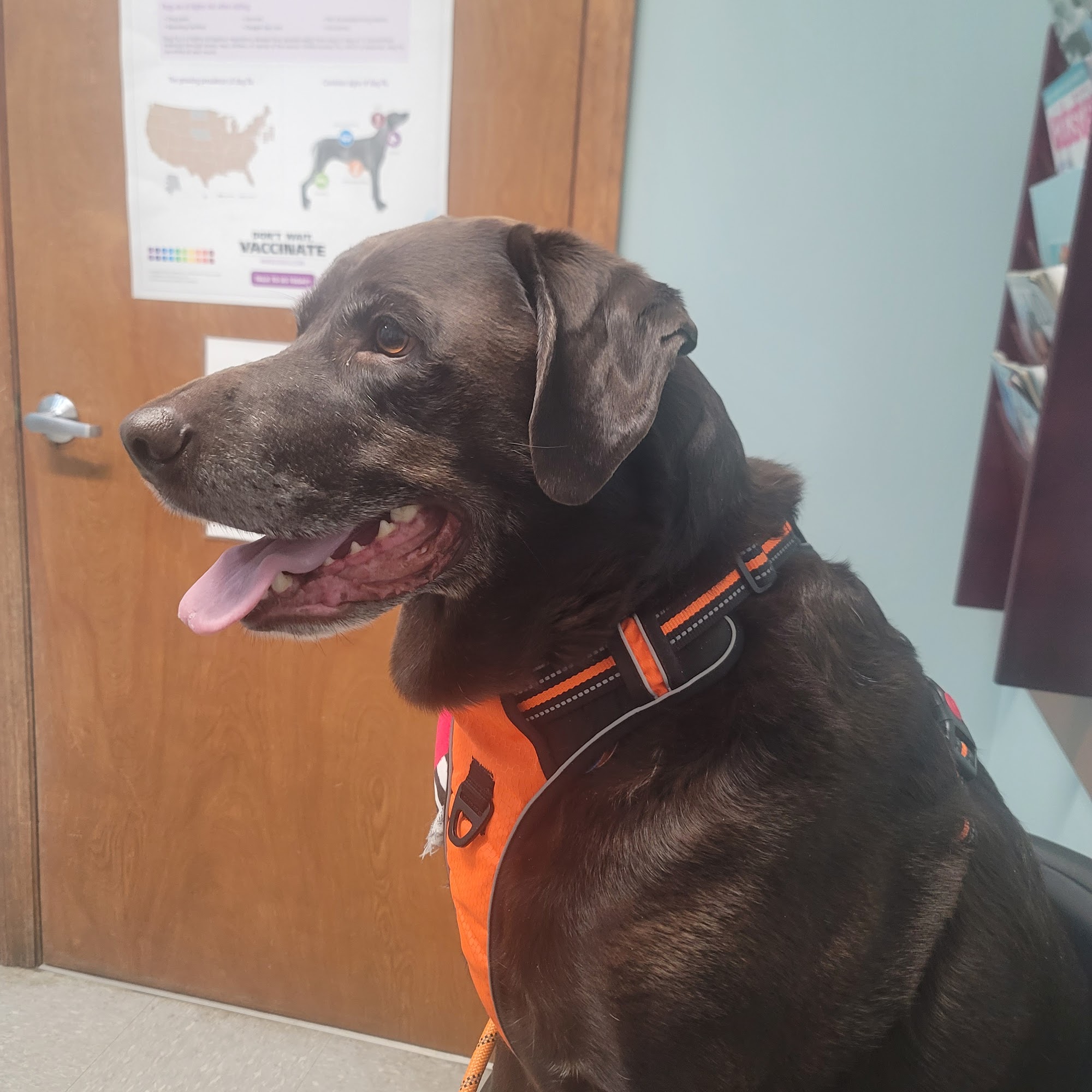 Clearfork Veterinary Hospital Bellville