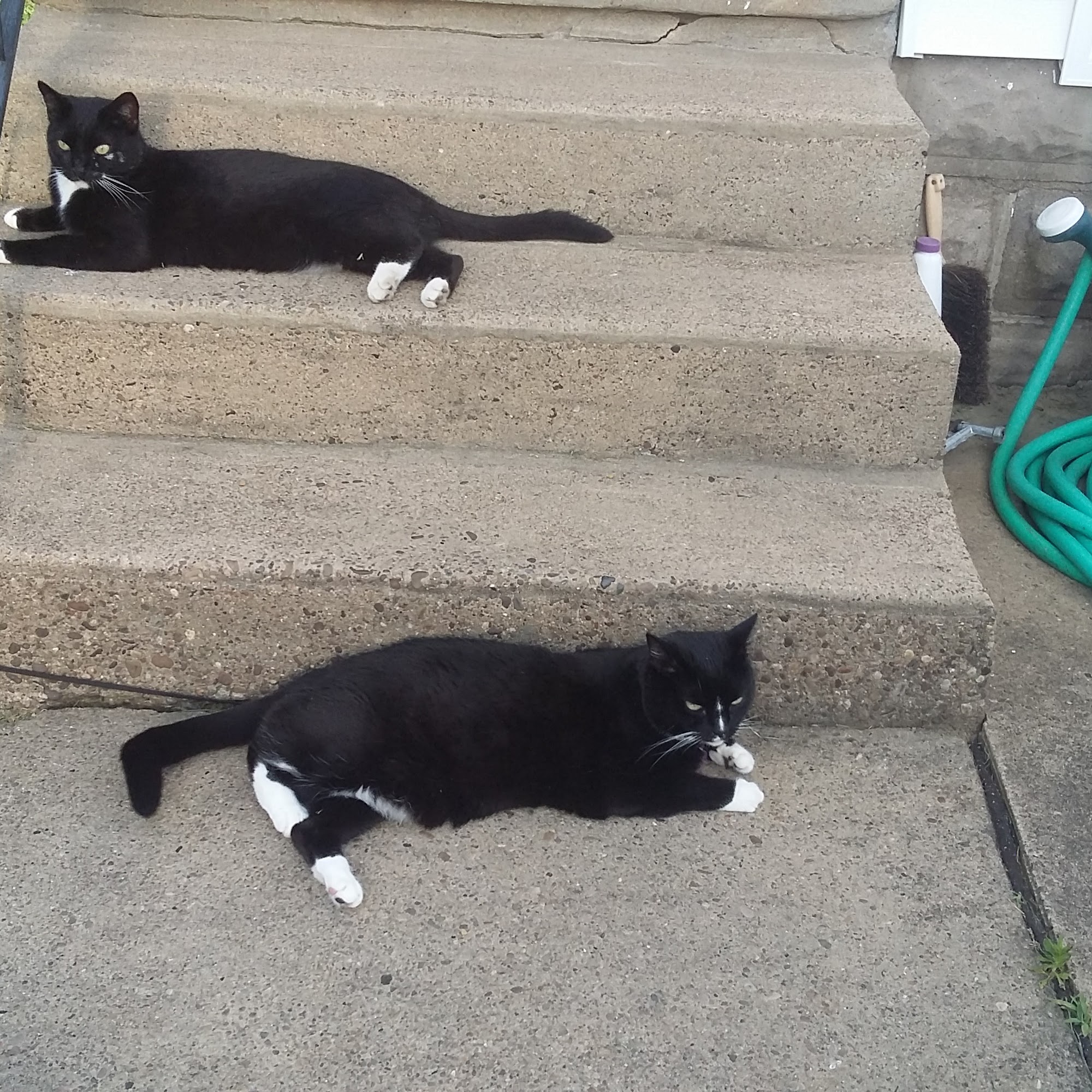 Colonial Animal Hospital Belpre