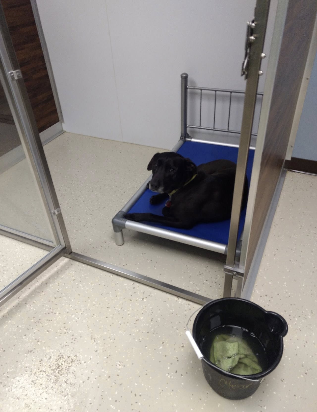 Boxers Bed & Biscuits Belpre