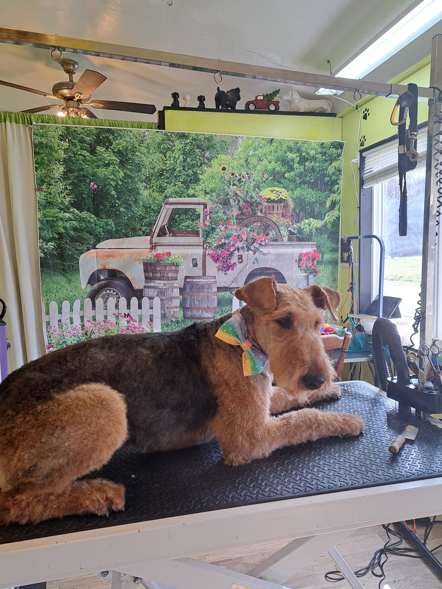 No Bones About It Dog Grooming LLC Berlin Center