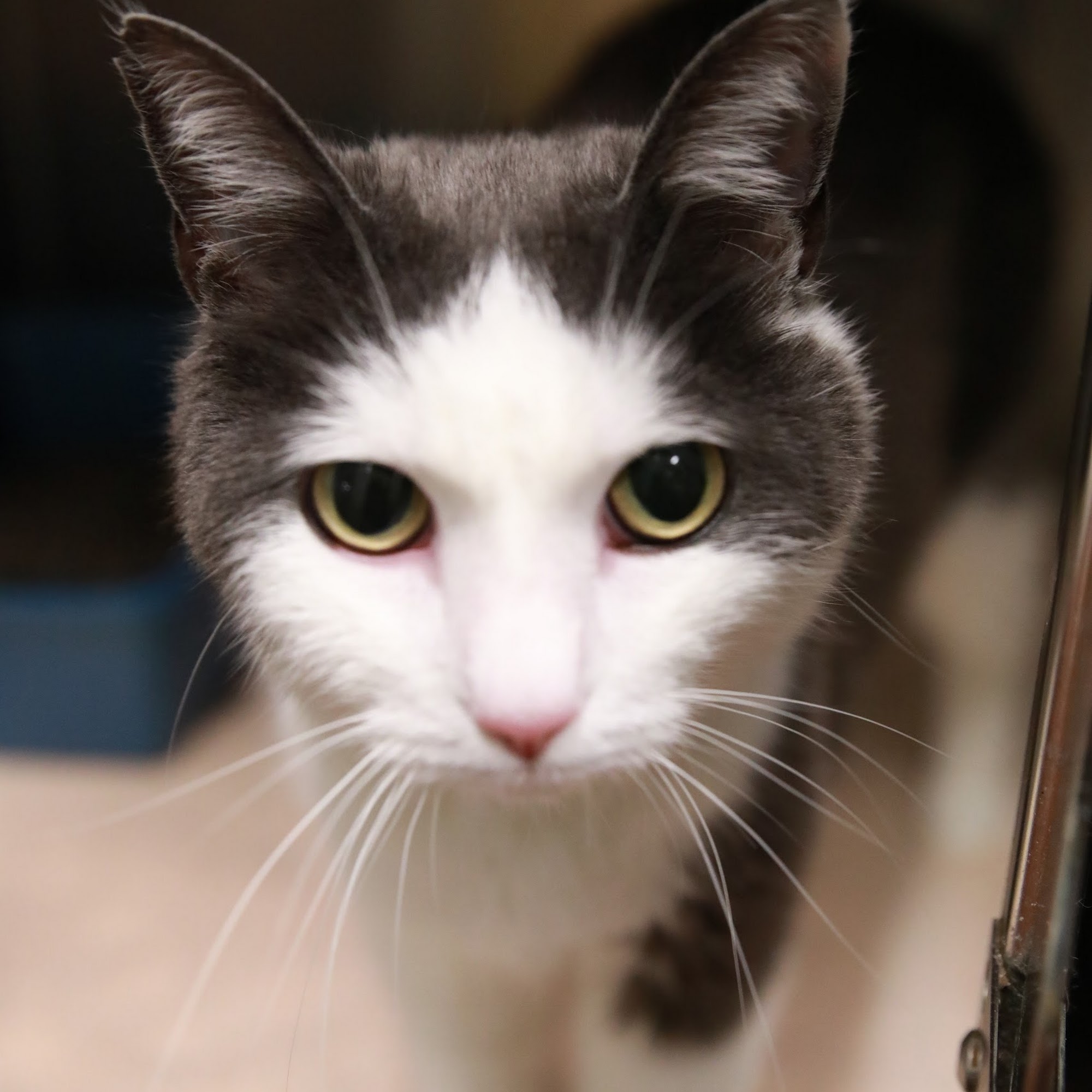 Bethel Community Pet Hospital Bethel