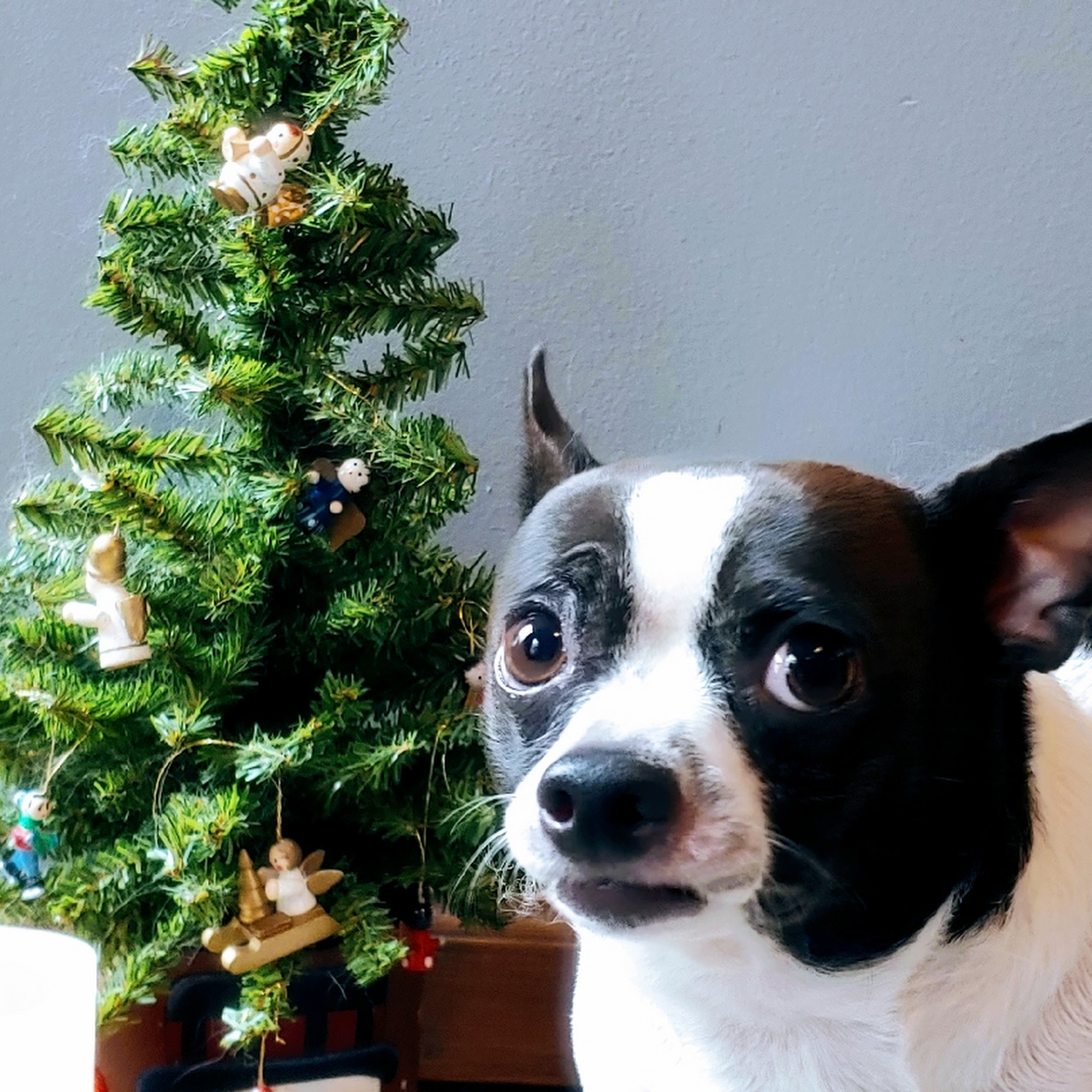 Dotties Dog House Blacklick