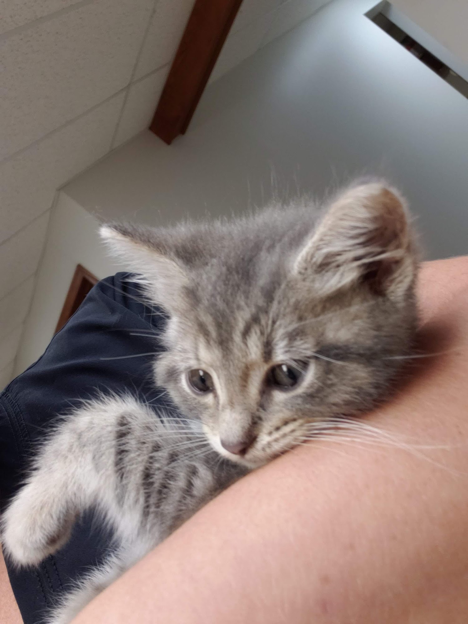 Seven Hills Pet Clinic - Blanchester Blanchester