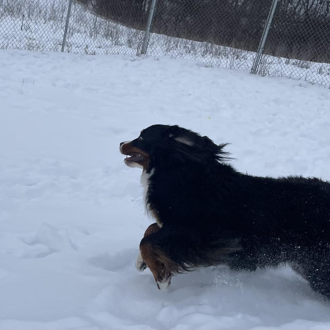 Countryside Kennels Bloomingdale