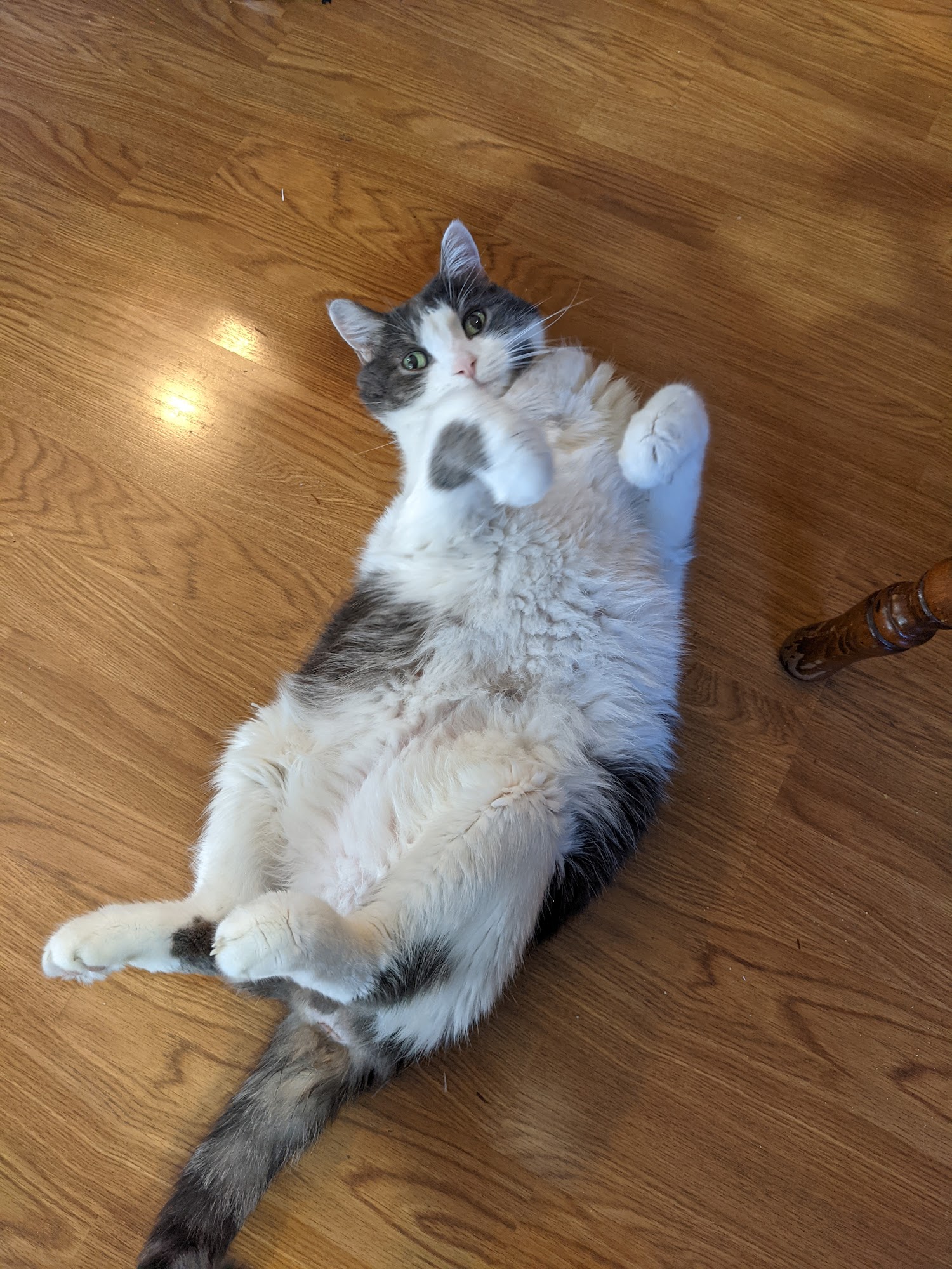 Towne Square Animal Clinic Blue Ash