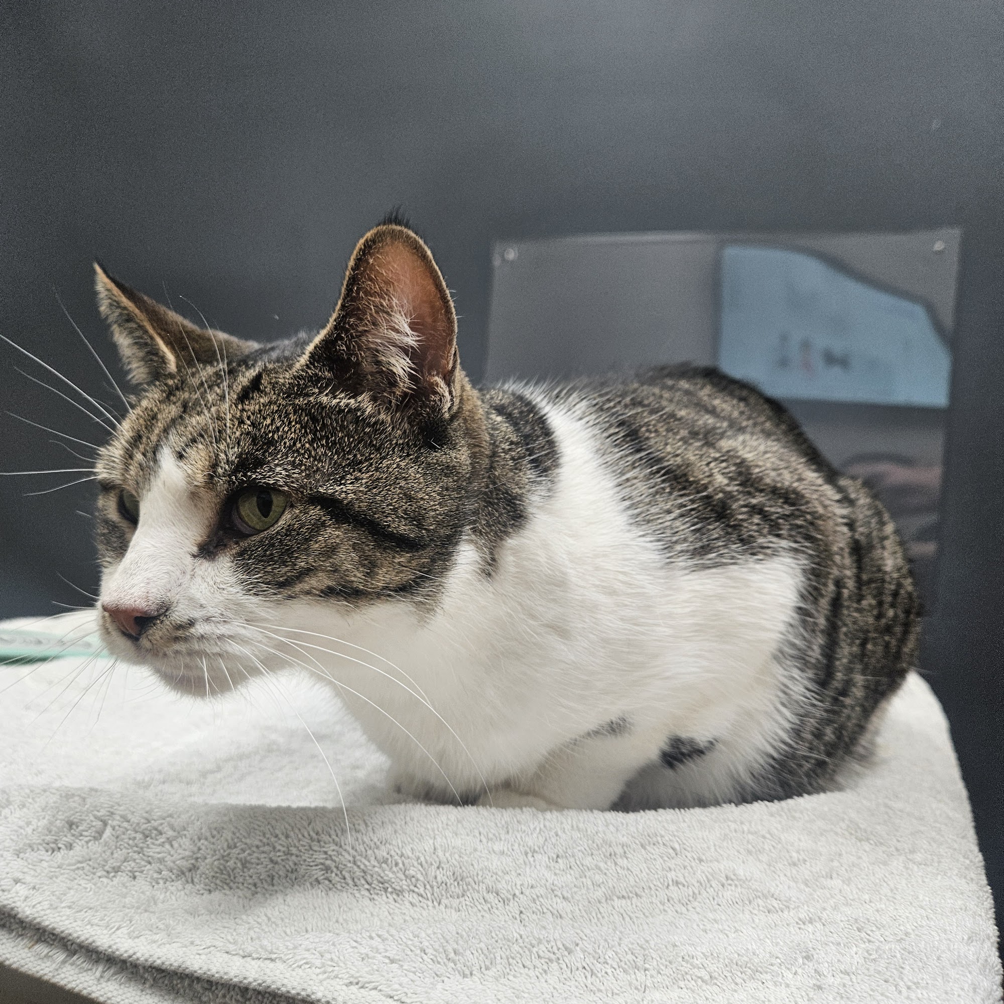 Animal Hospital at West Ridge Bowling Green