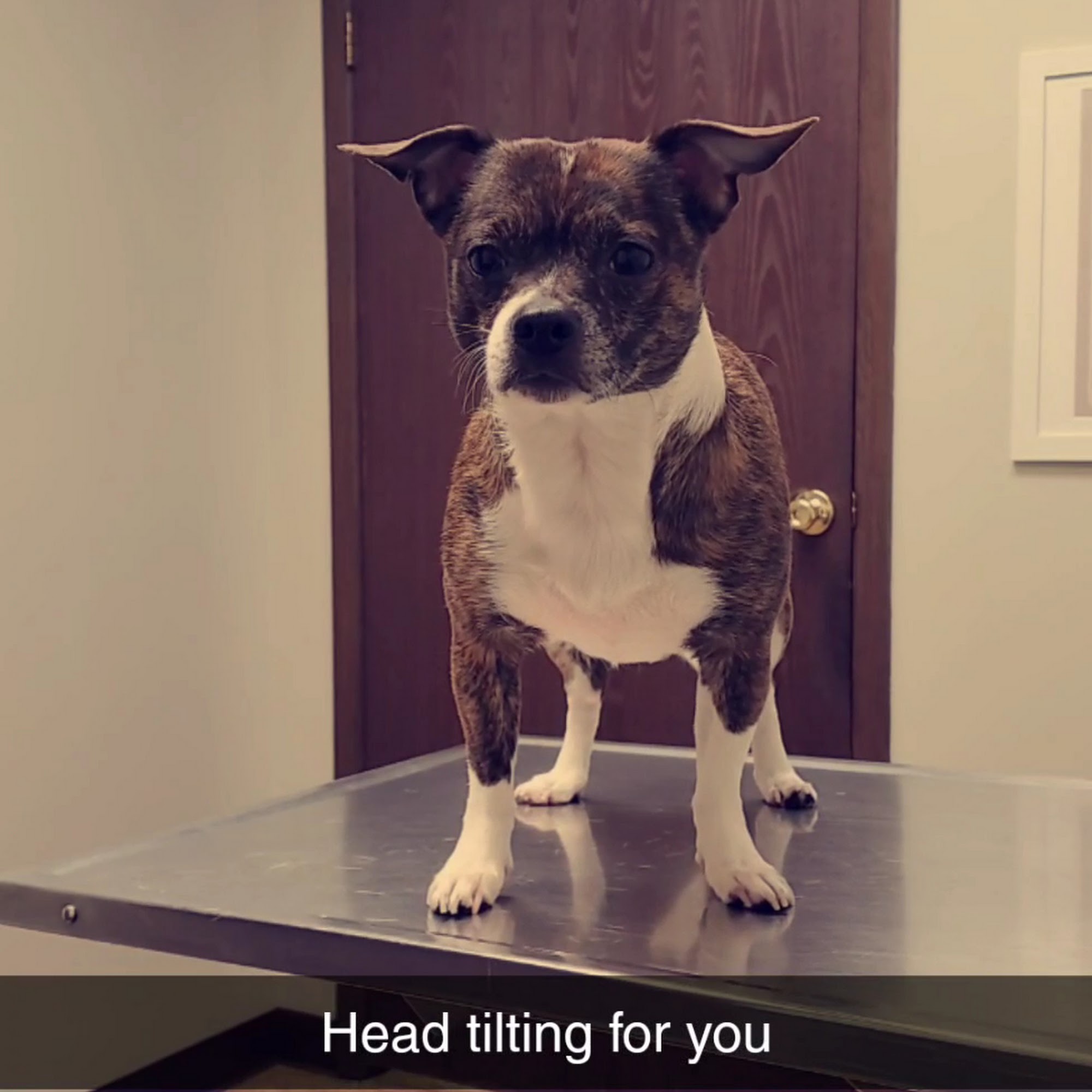 Midway Animal Hospital Bowling Green