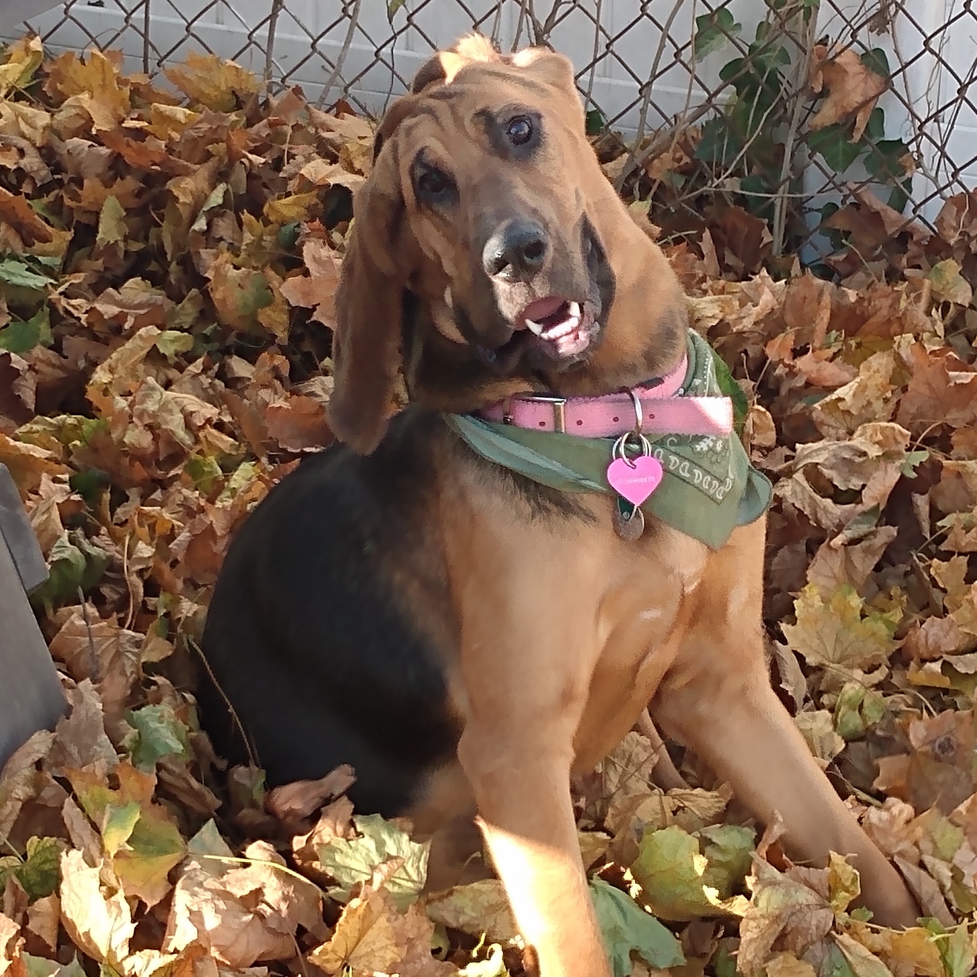 Dr. Richard Martin DVM Bowling Green