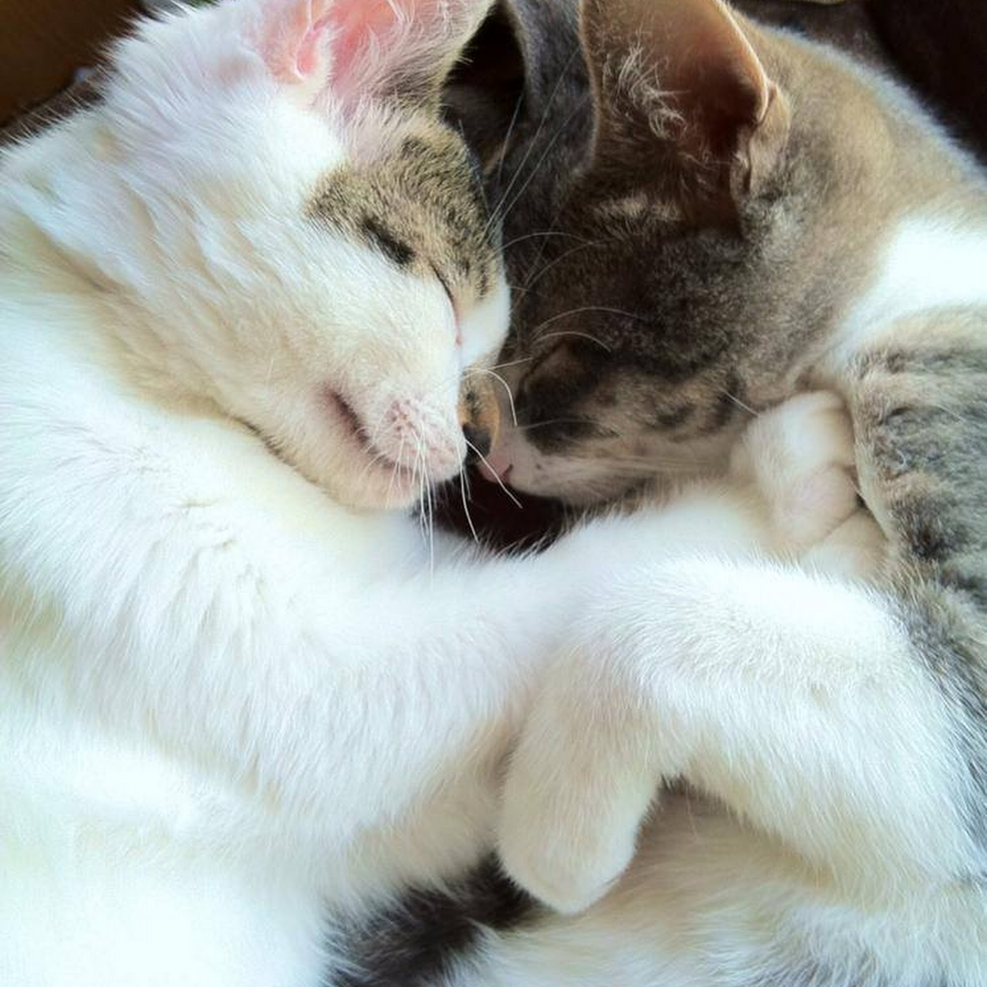 Bartels Pet Hospital Brecksville