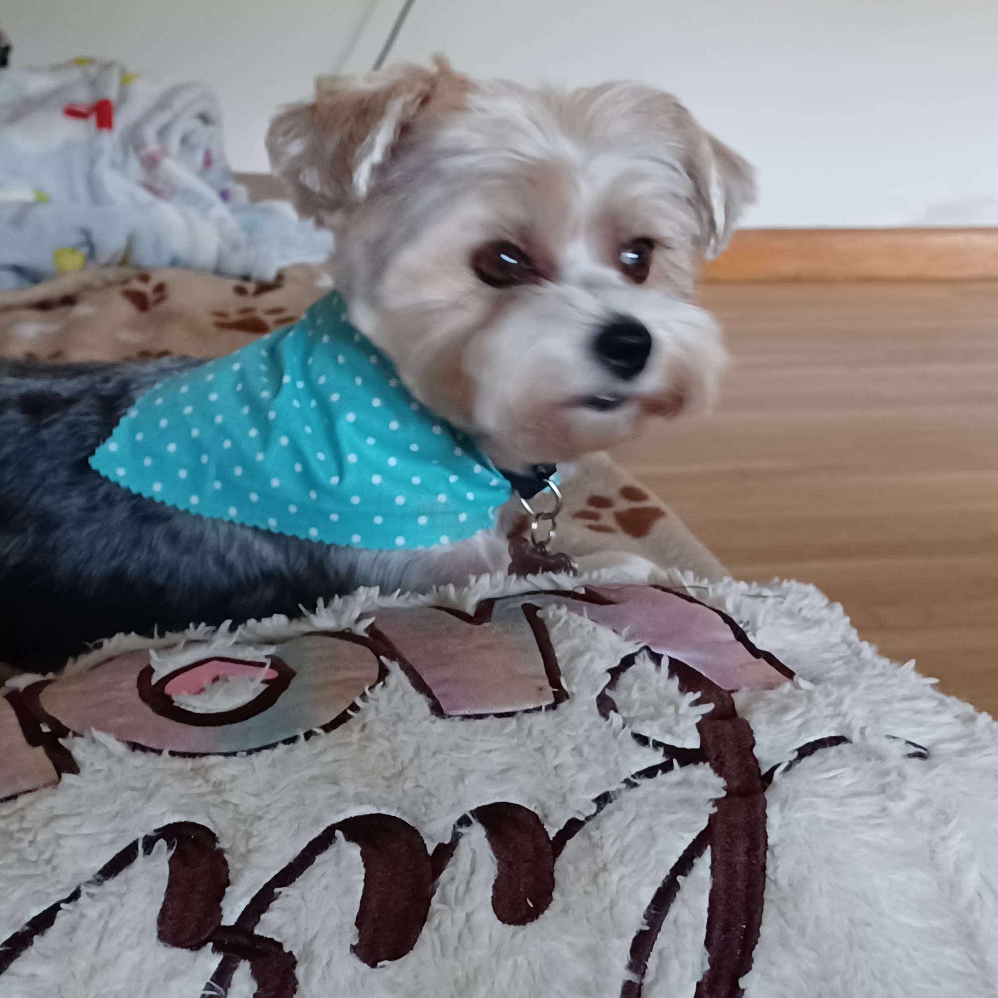 Paw Spa 600 Howard St, Bridgeport Ohio 43912