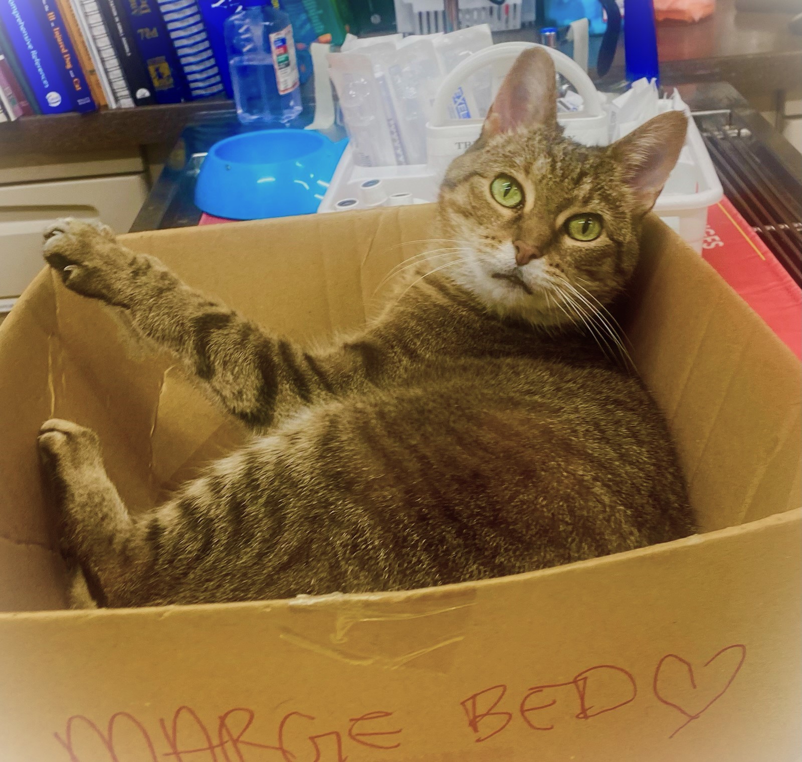 Community Vet Brook Park