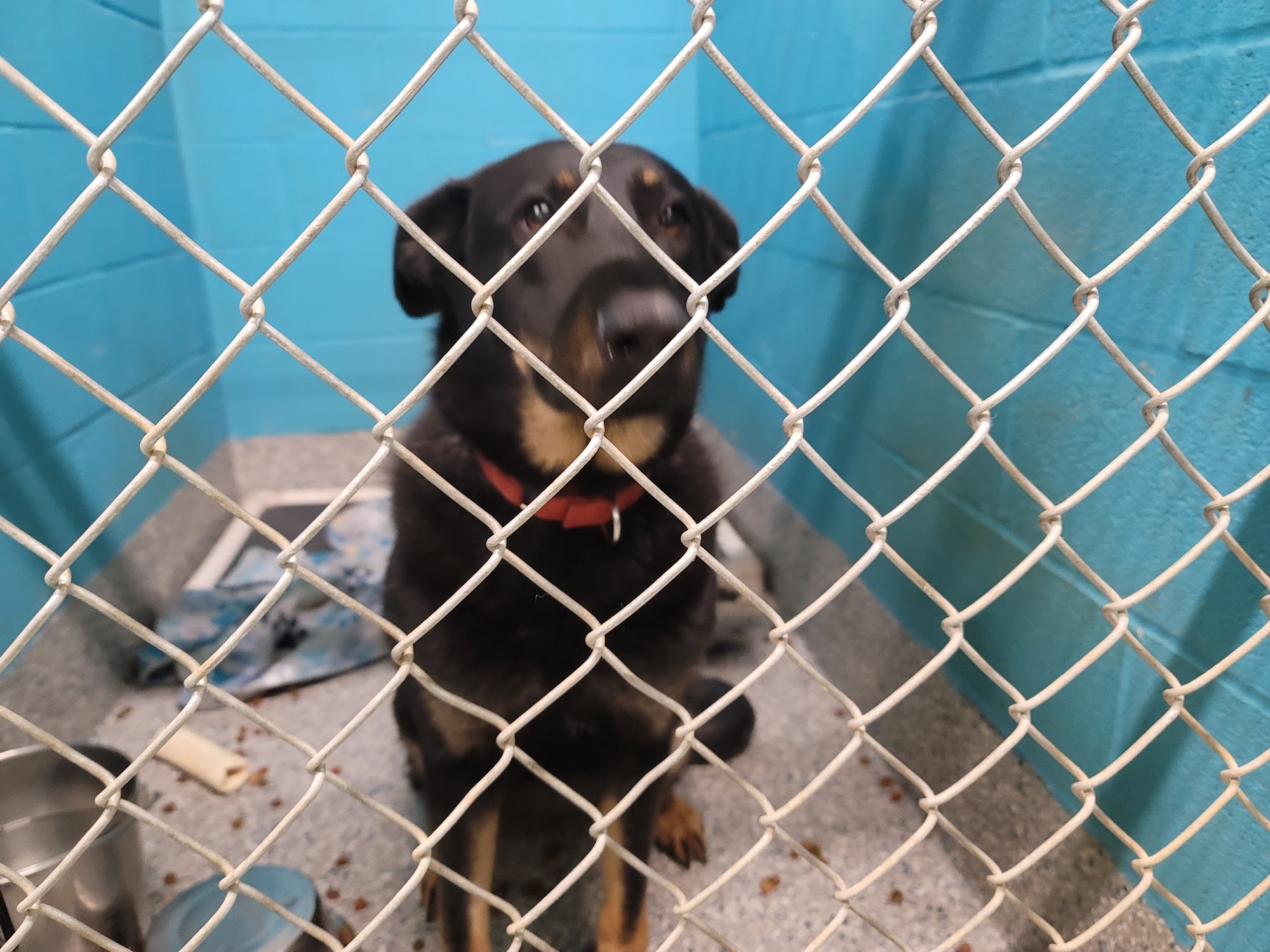 The Healthy Hearts and Paws Project Brookfield