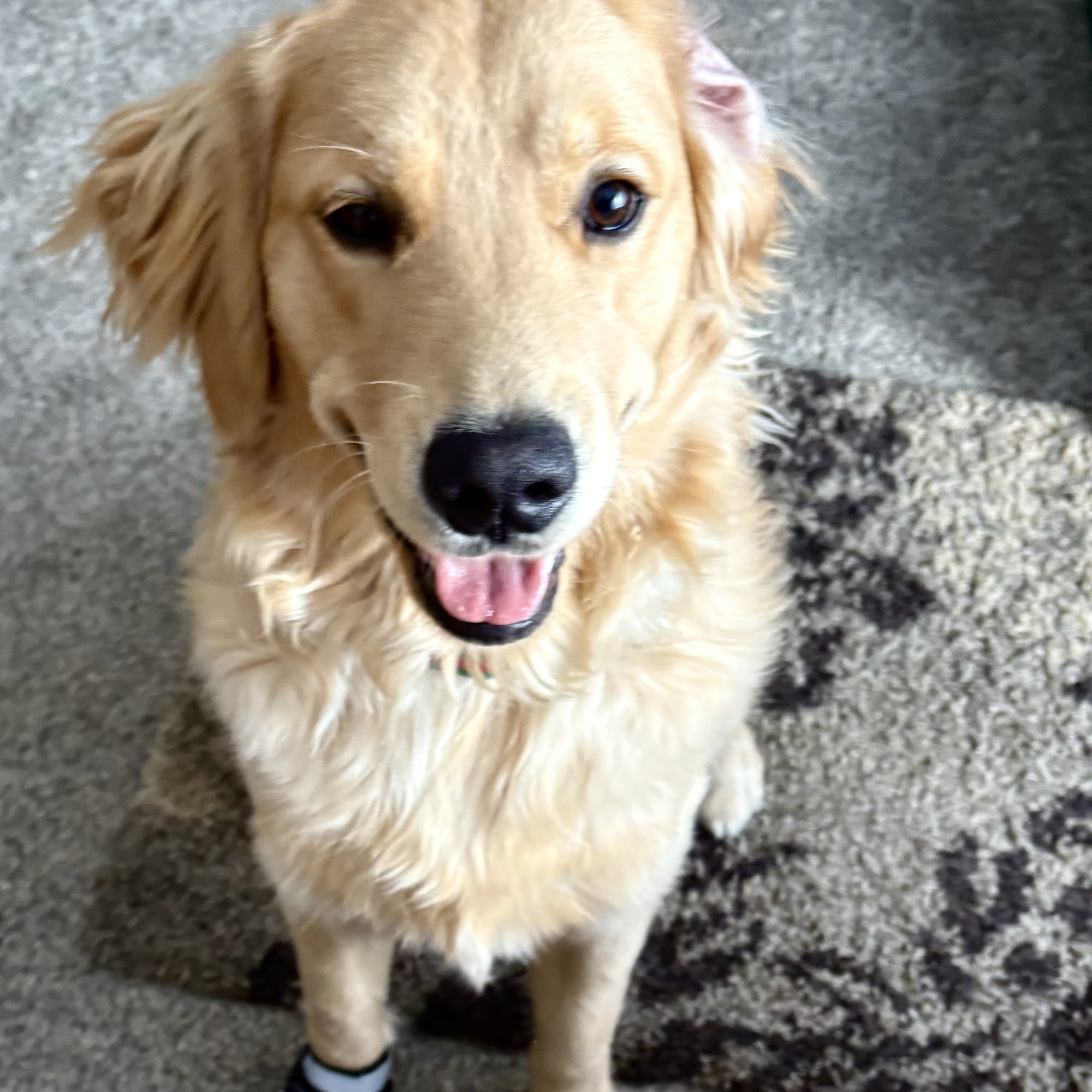 Animal and Avian Medical Center Brunswick