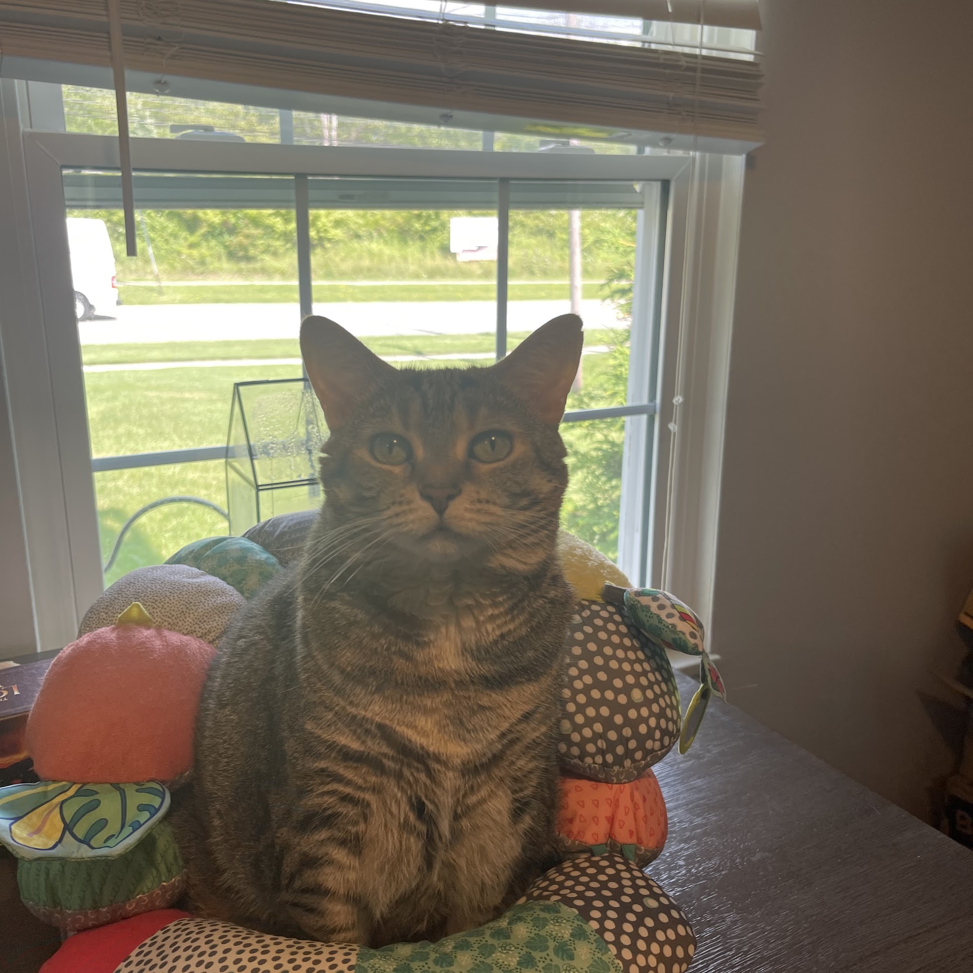 Rolling Hills Animal Hospital Brunswick