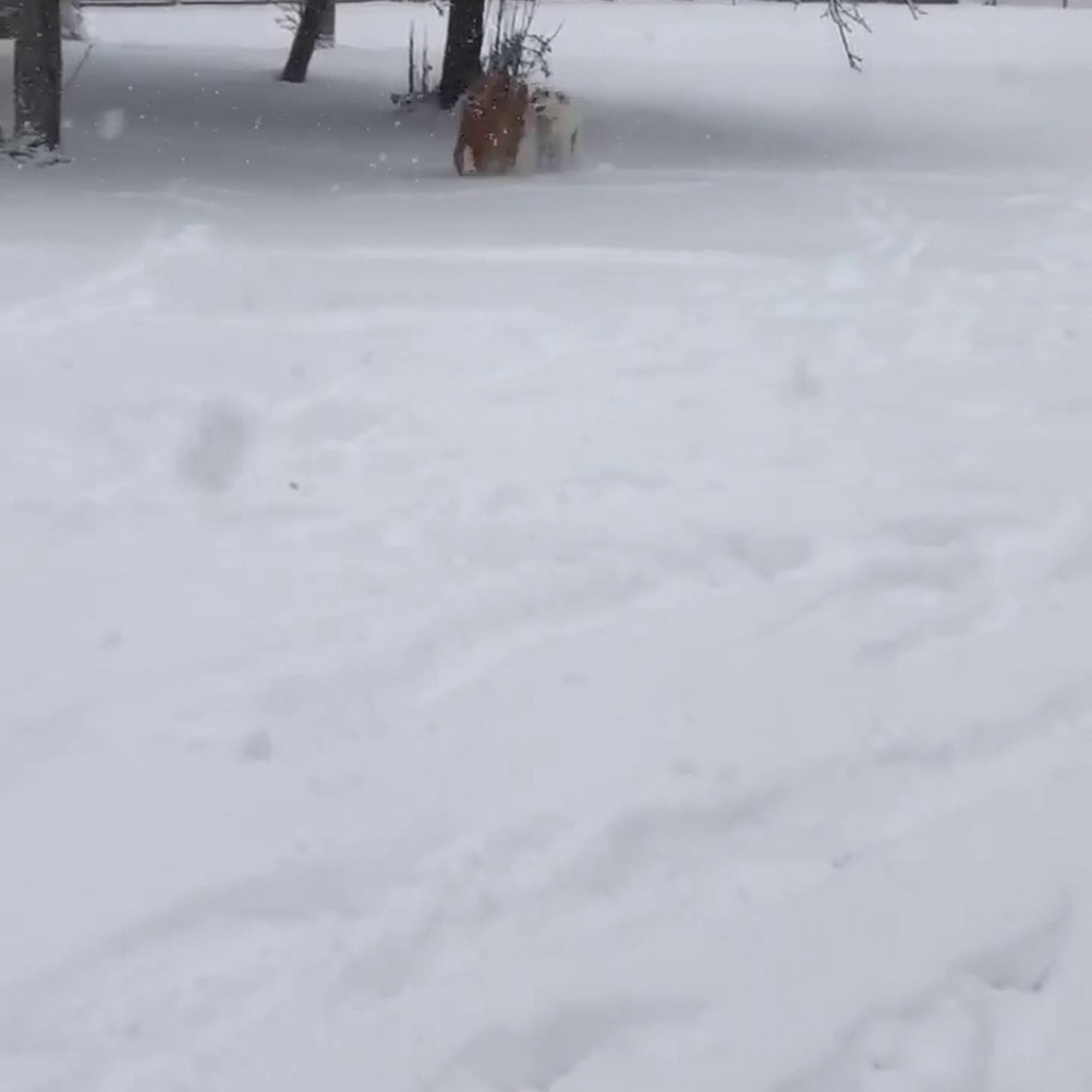 Buckeye's Missions And Sanctuary Brunswick