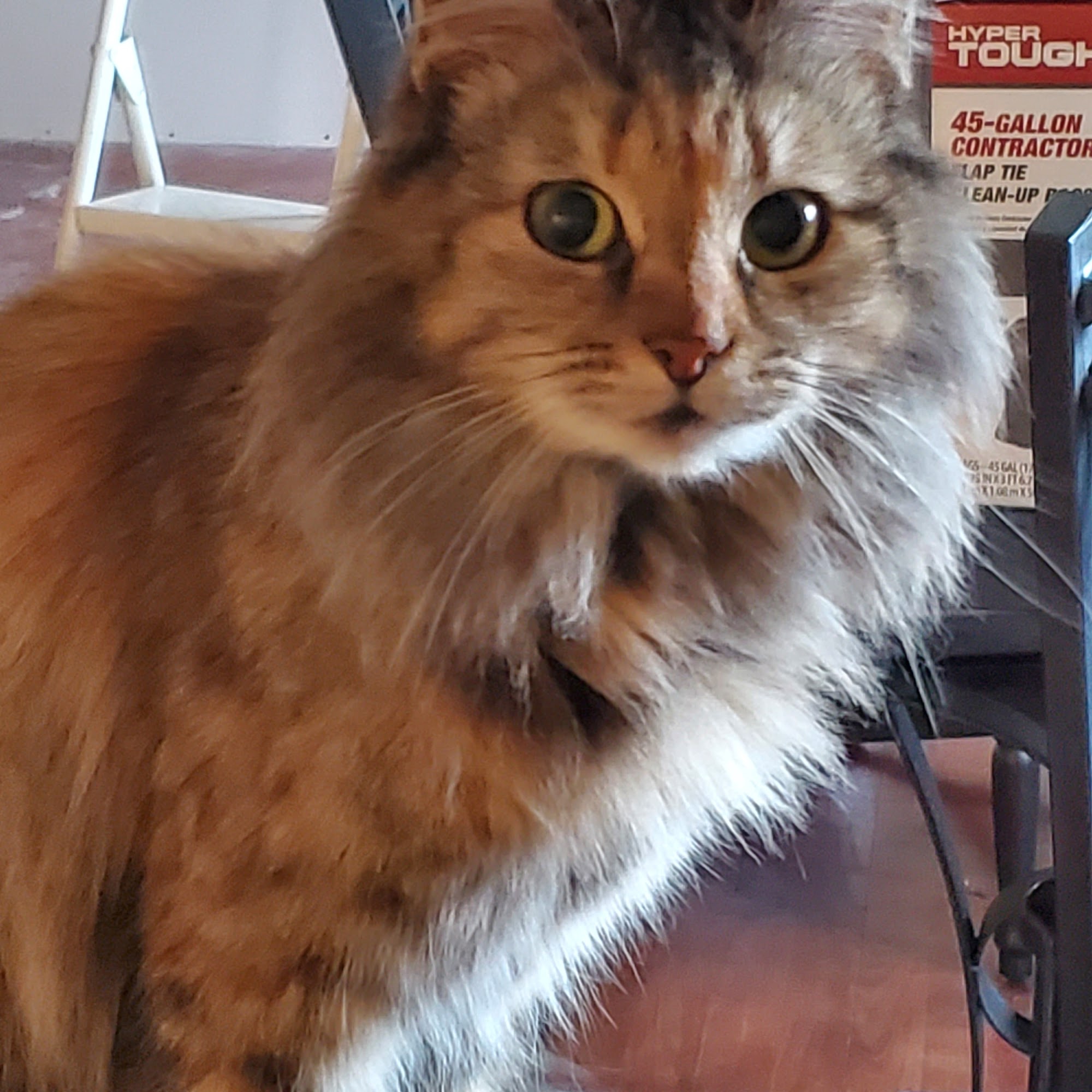 Fountain City Veterinary Hospital Bryan