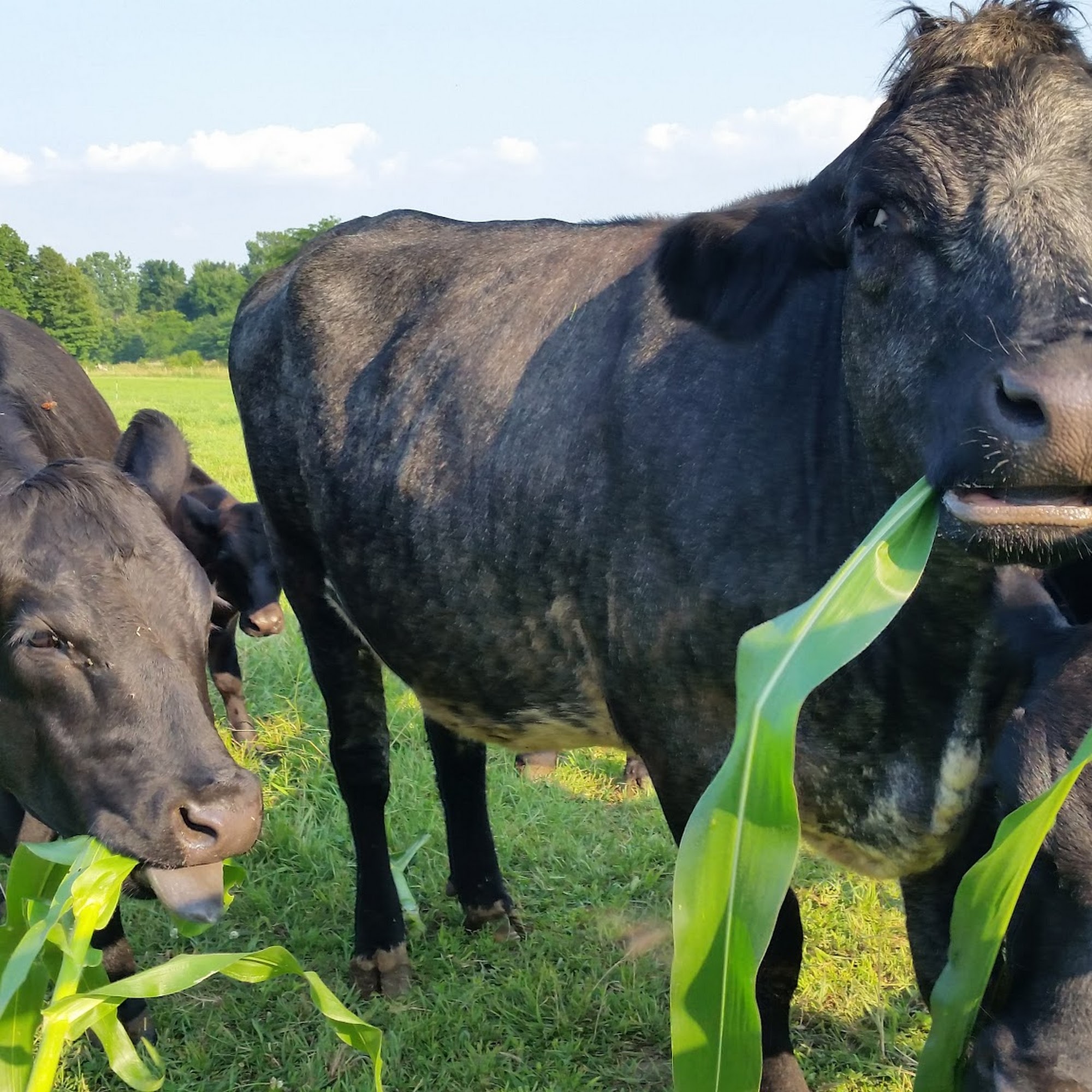 Erica Schieber, DVM at Bucyrus Veterinary Services Bucyrus