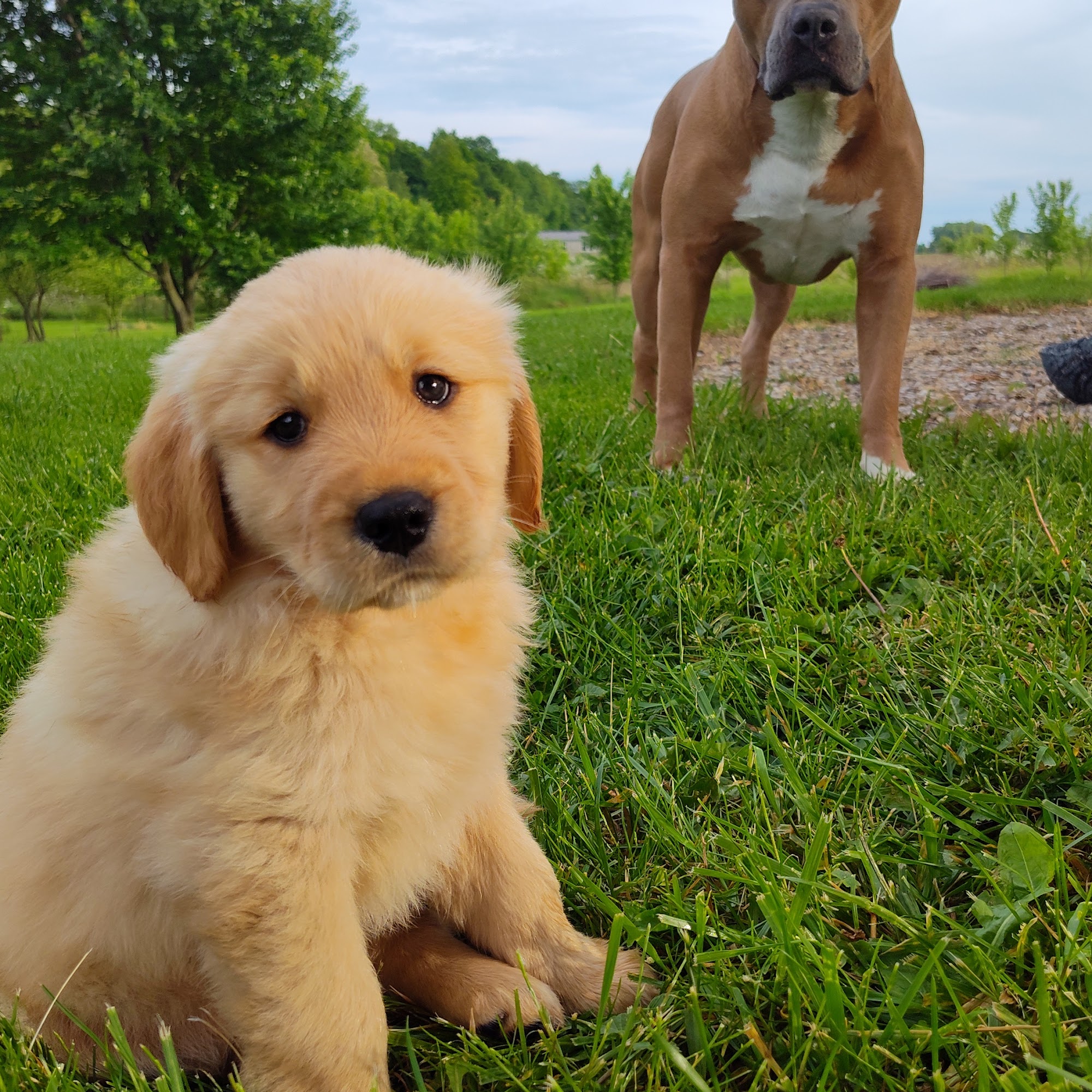 Whetstone Animal Hospital LLC Bucyrus