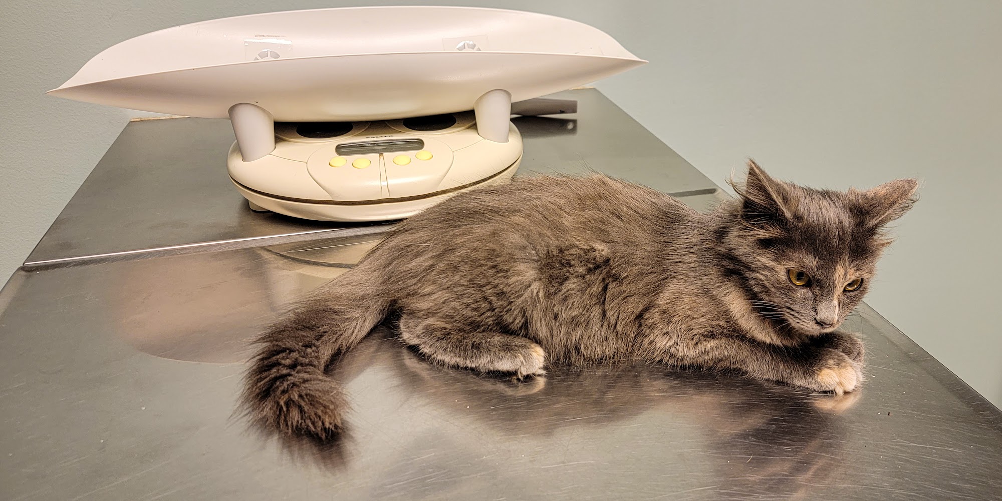 Guernsey Veterinary Clinic Cambridge