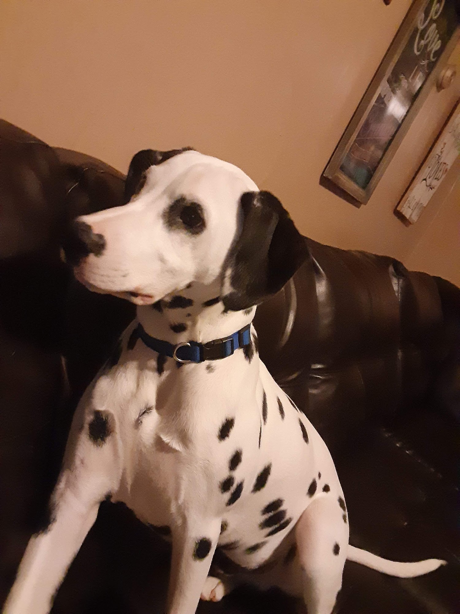 Guernsey Veterinary Clinic: Freshwater Nikki DVM Cambridge