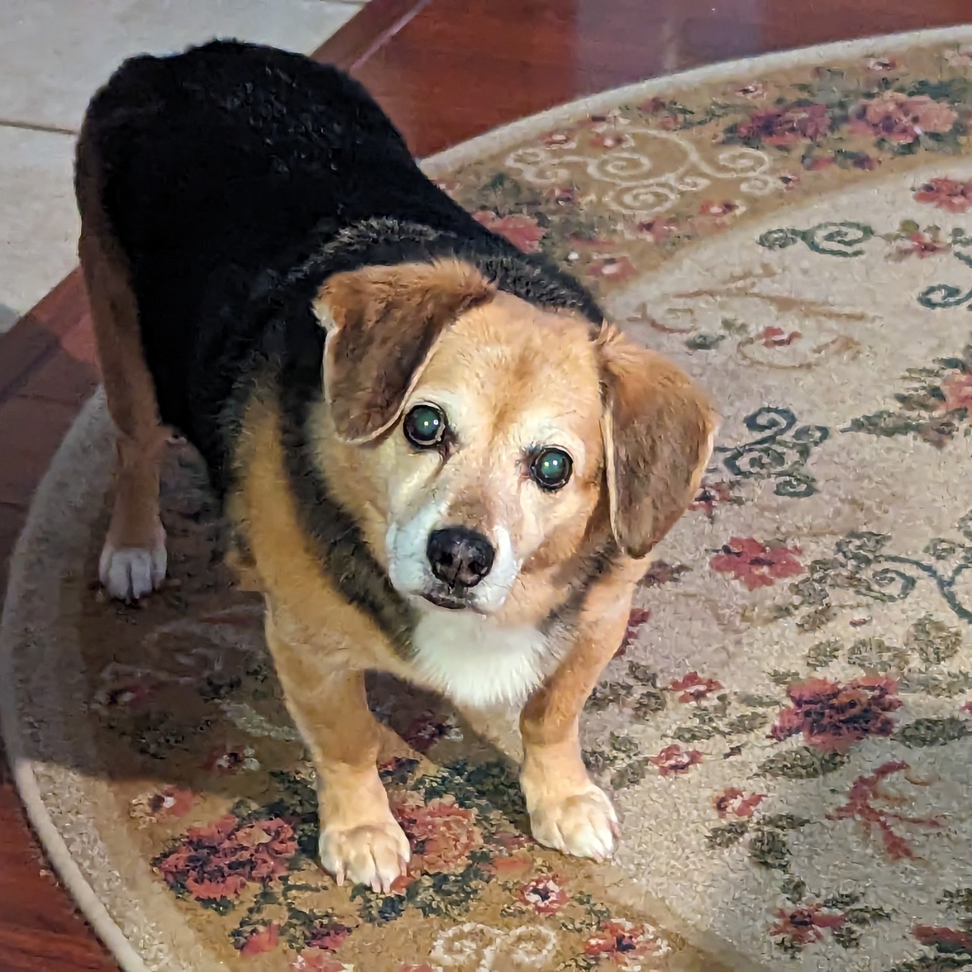 Animal Clinic of Cambridge: Elliott Rachel DVM Cambridge