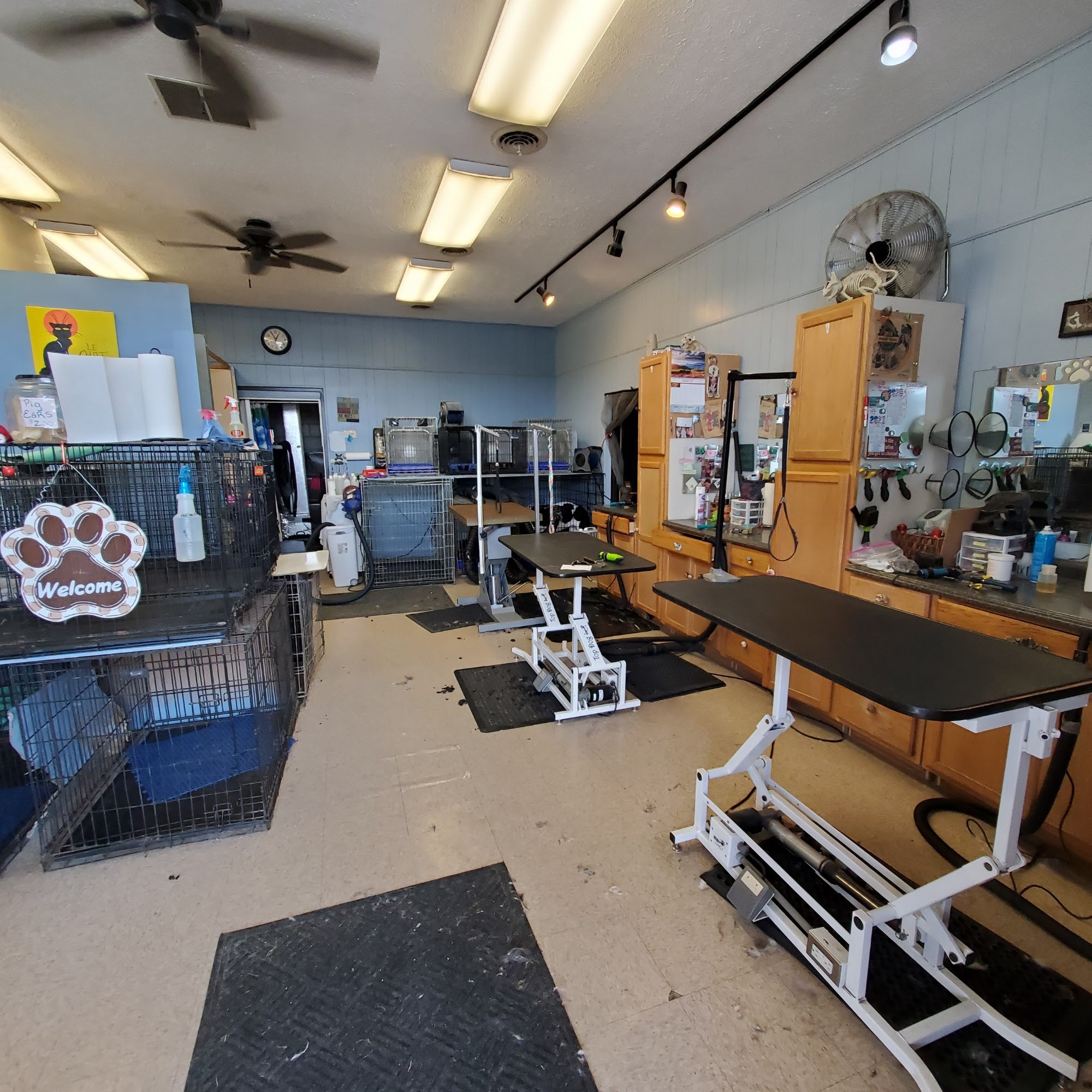 Dirty Dog Pet Salon & Sitting Cambridge
