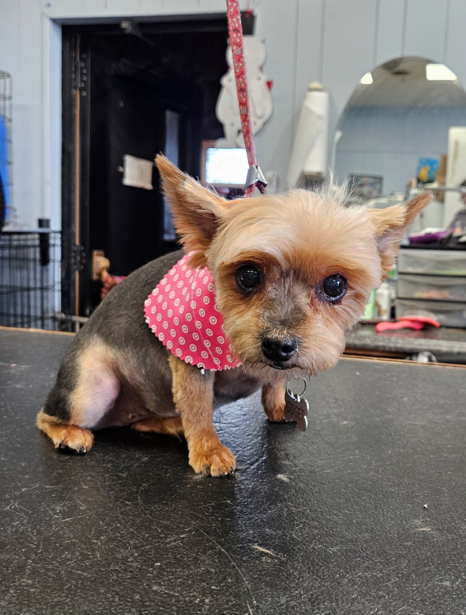 Dirty Dog Pet Salon & Sitting Cambridge