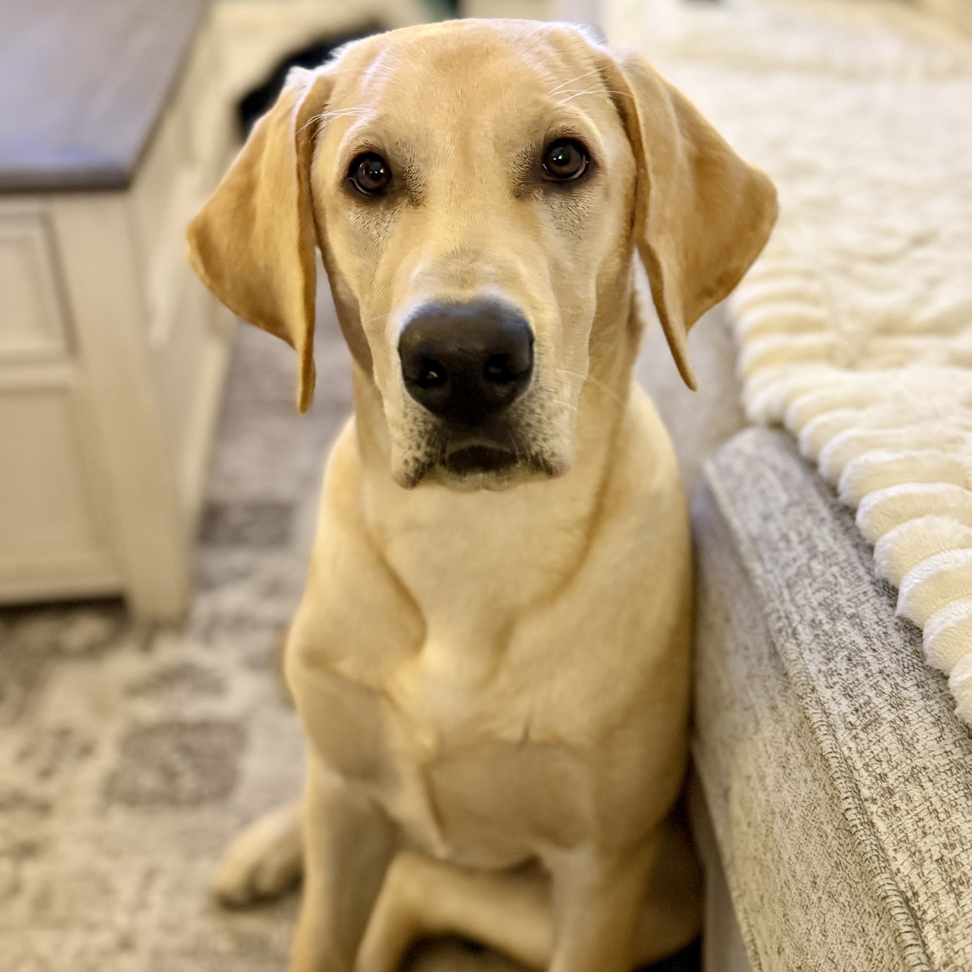 Fulton Animal Hospital Canal Fulton