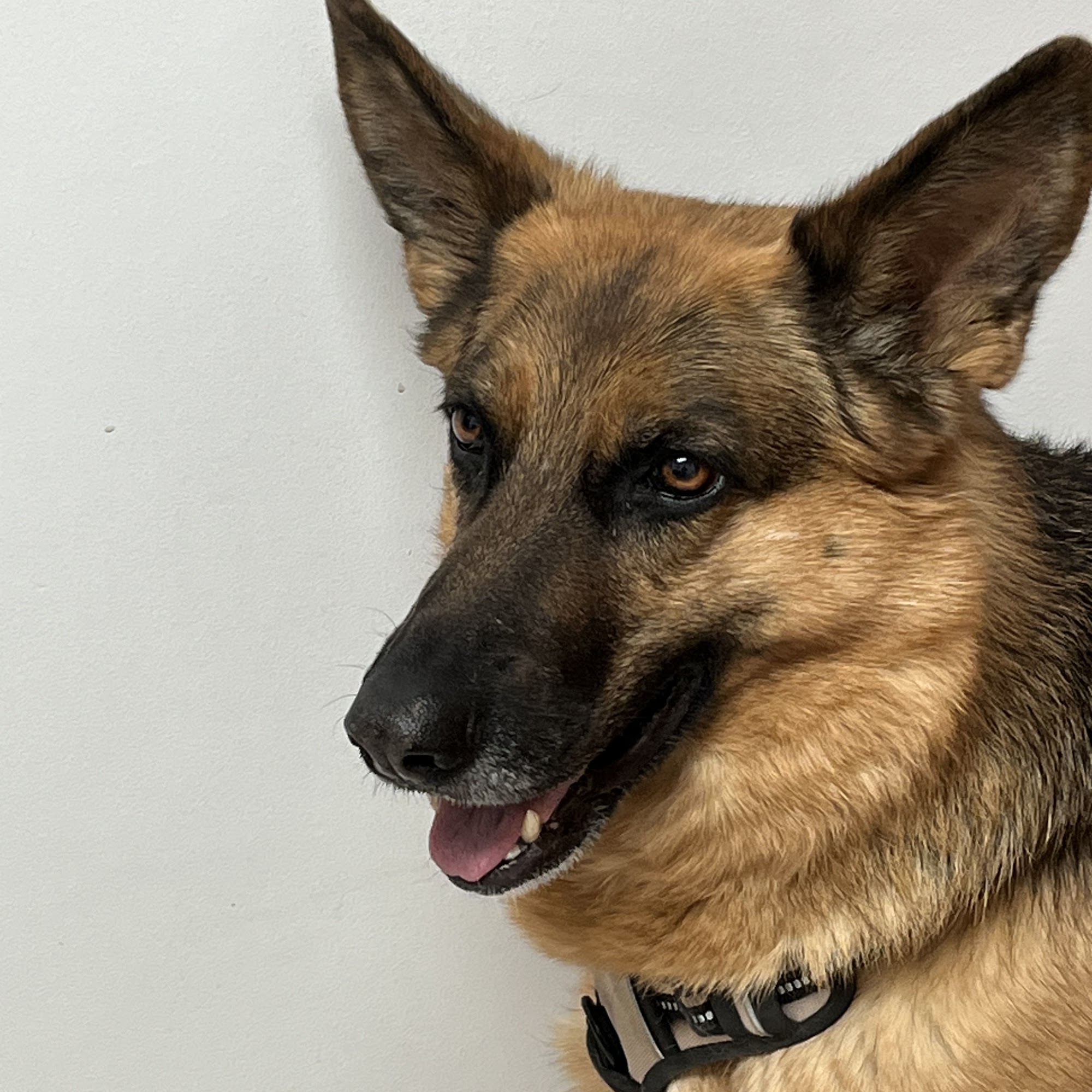 Canal Animal Clinic Canal Winchester