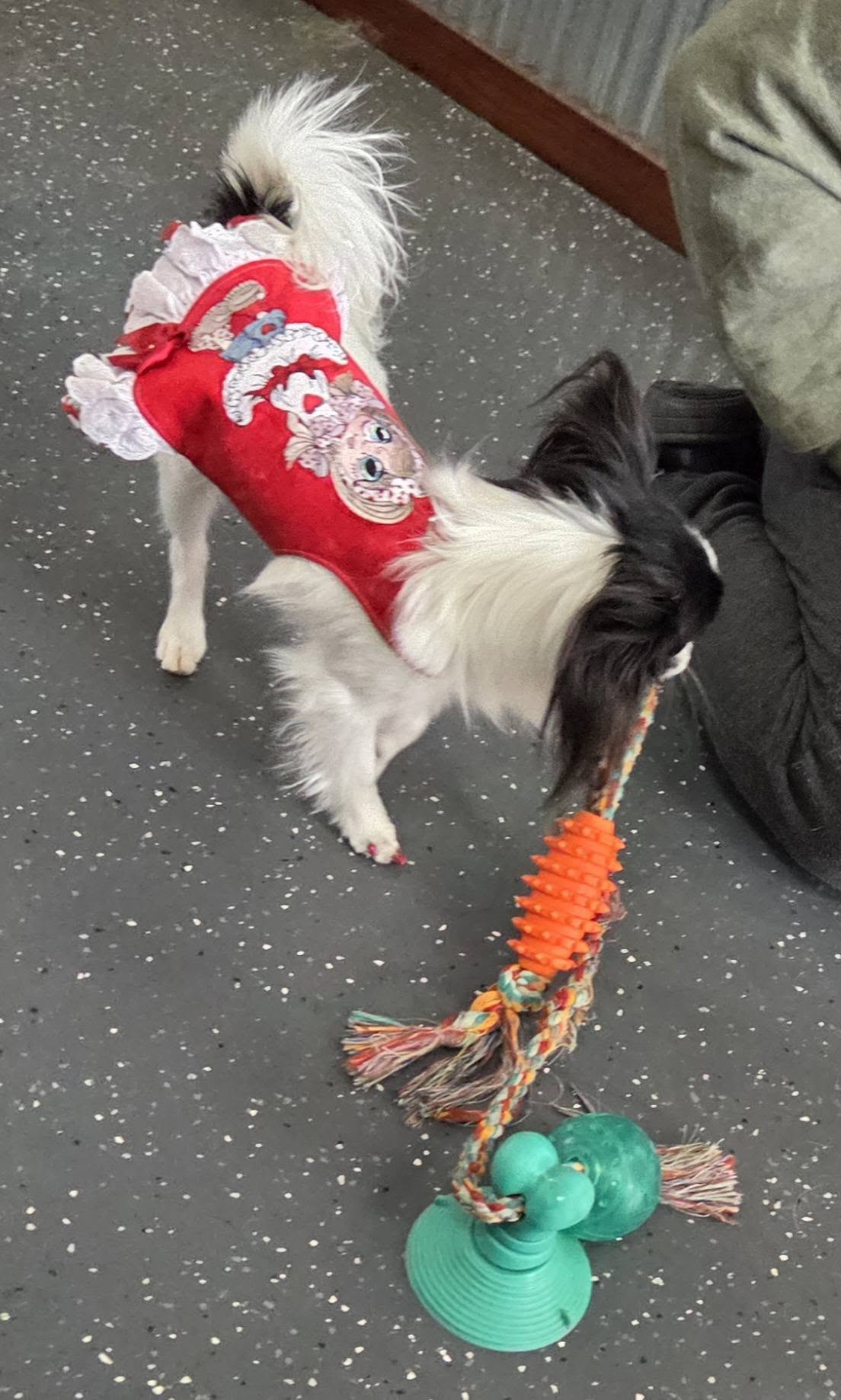 Lucky Bones Pet Resort Canal Winchester