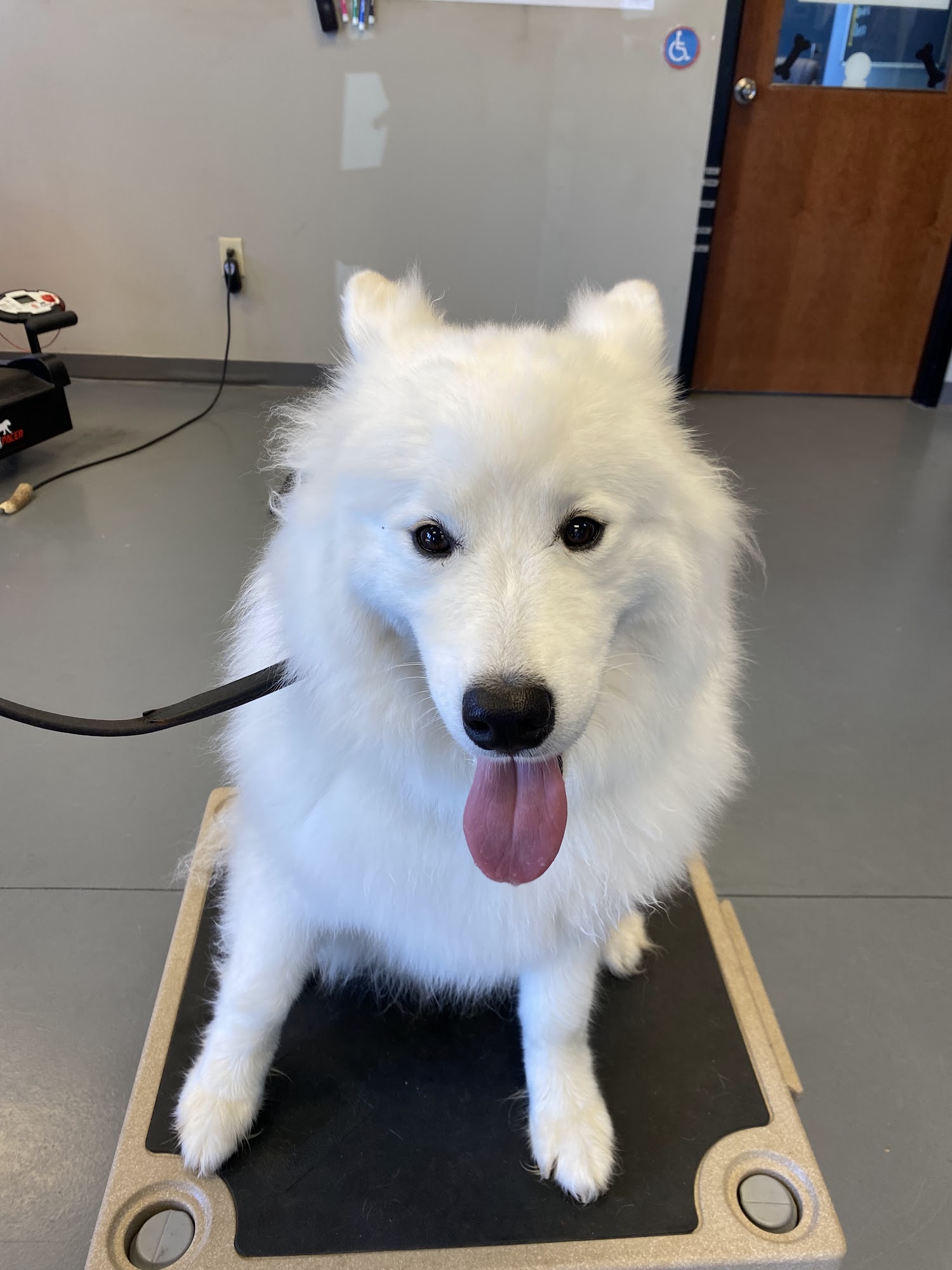 Rude Dog K9 Training Canal Winchester