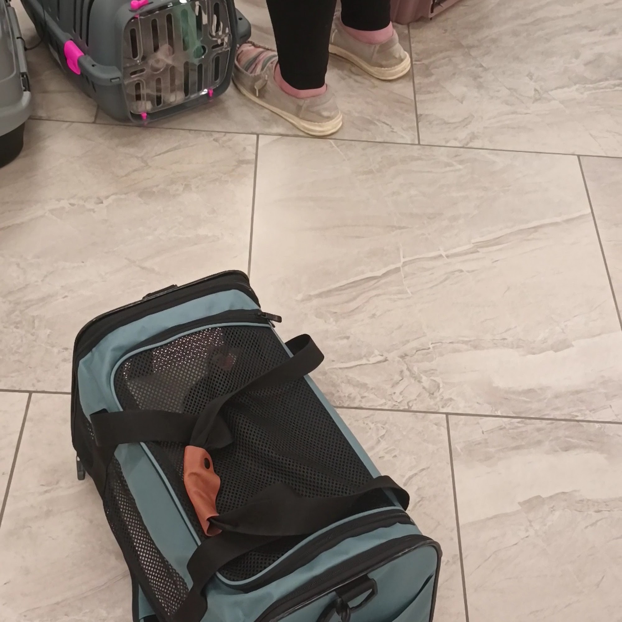 Angels for Animals Canfield