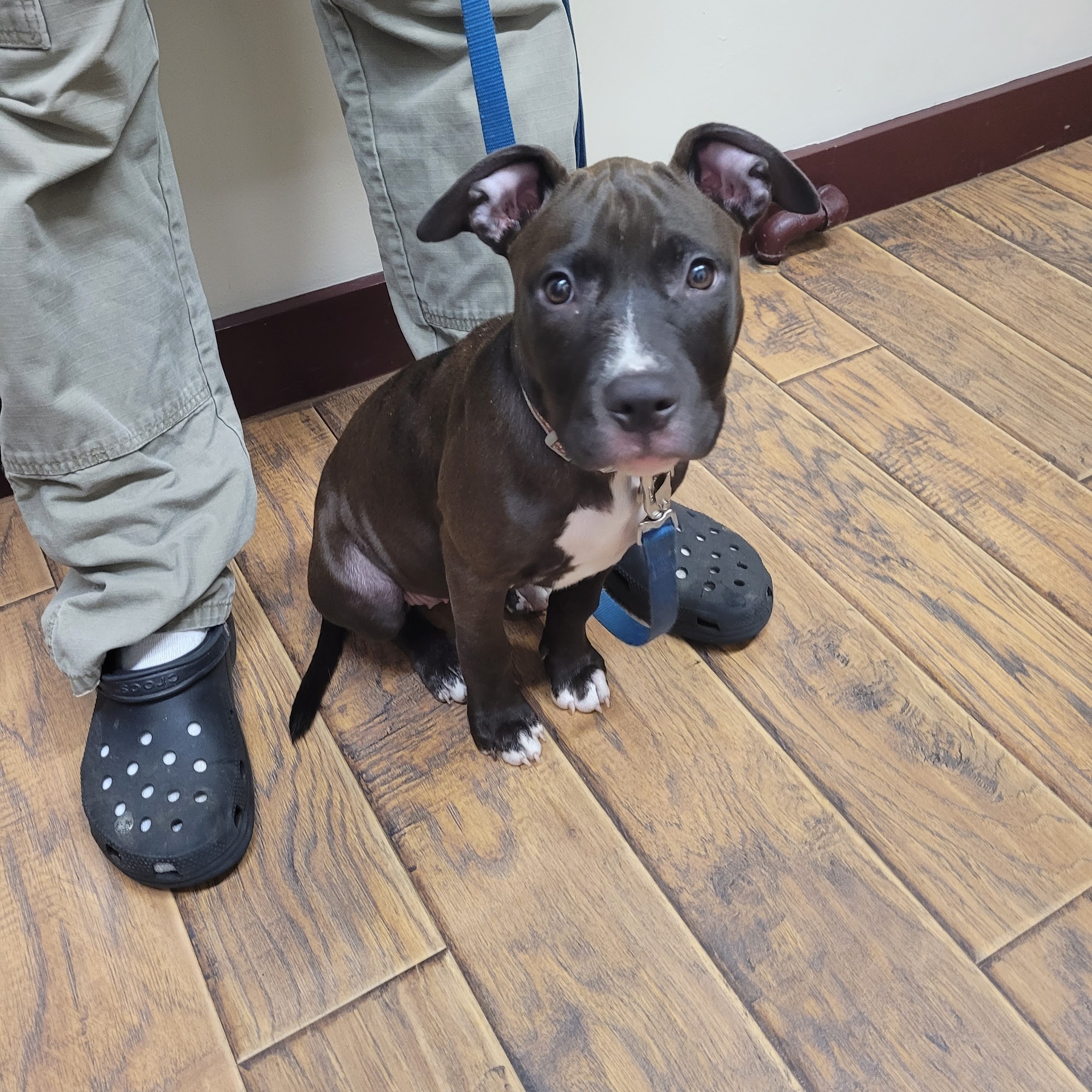 Hometown Veterinary Services Canton