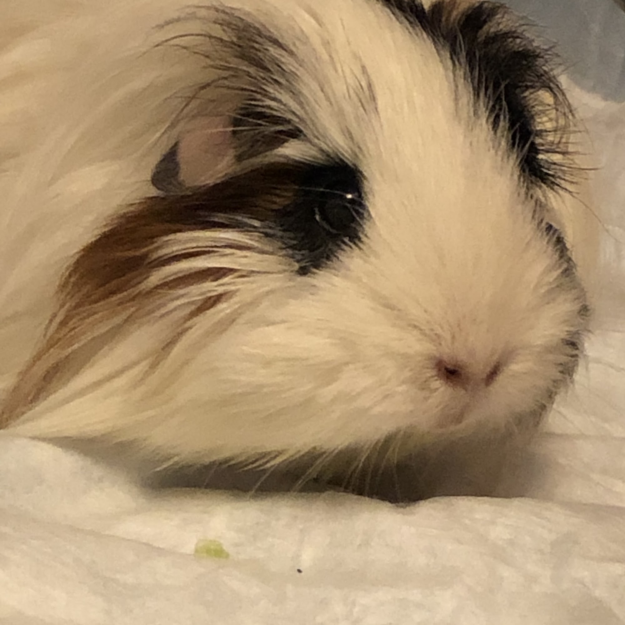 Market North Veterinary Hospital Canton