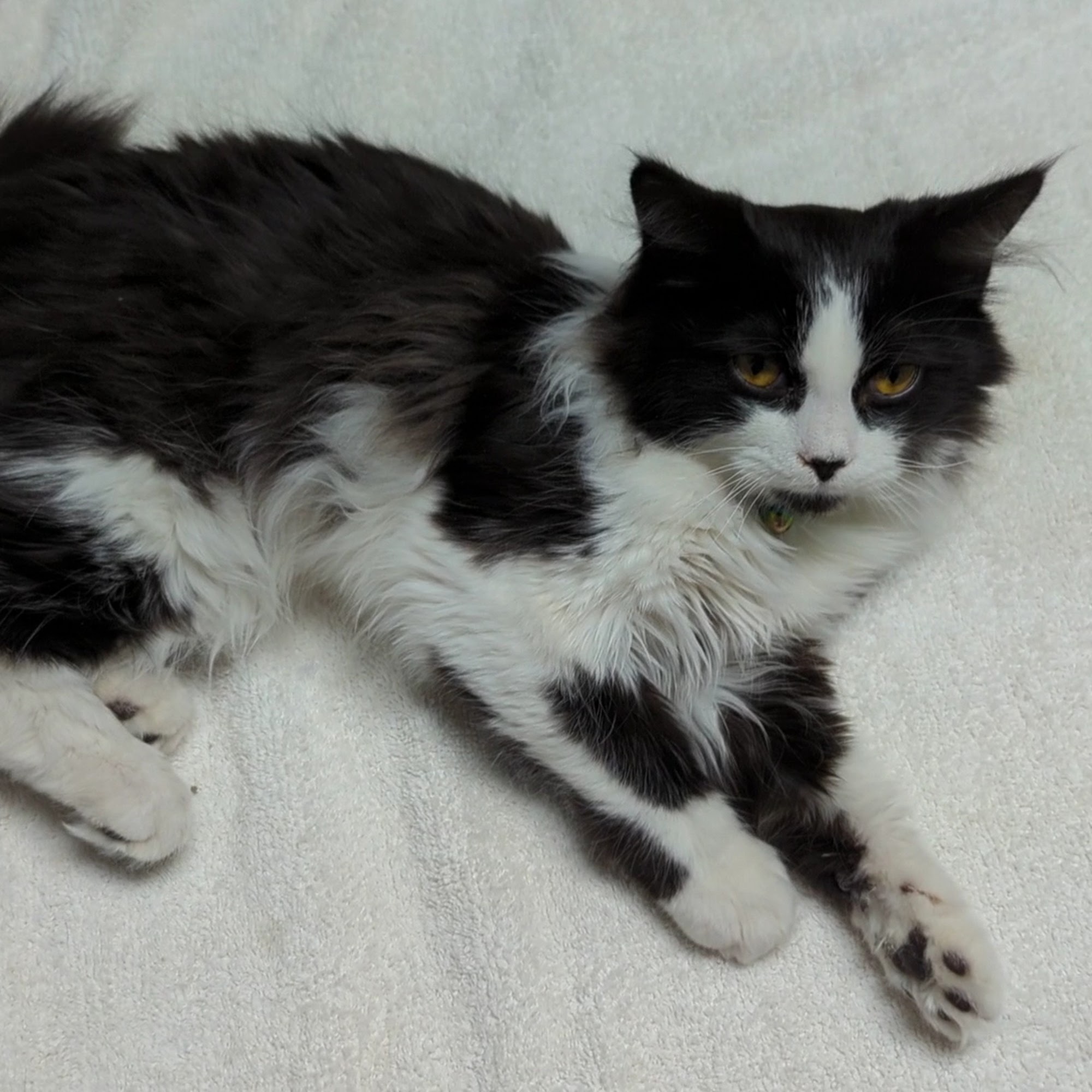 Belpar Pet Care Centre Canton